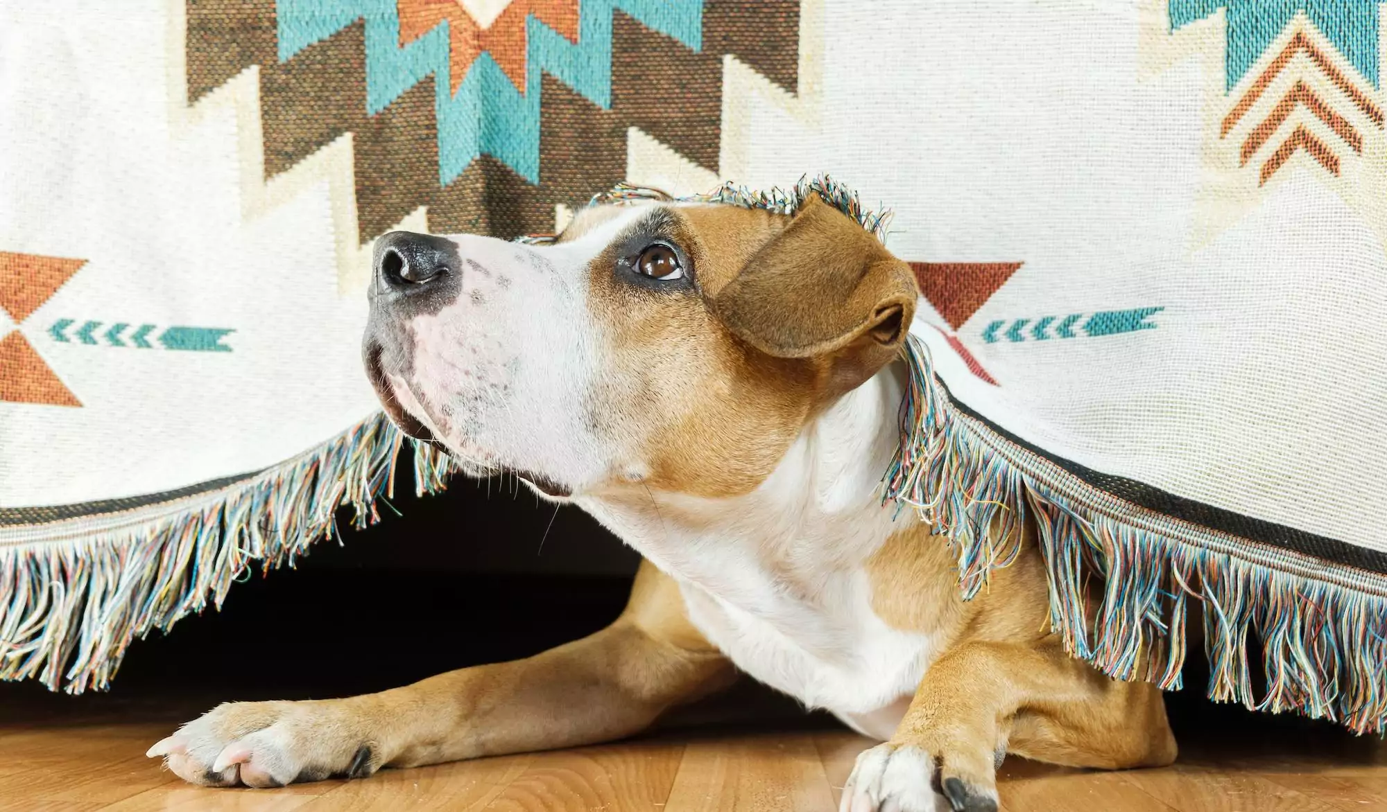 Pet Food Standards Explained