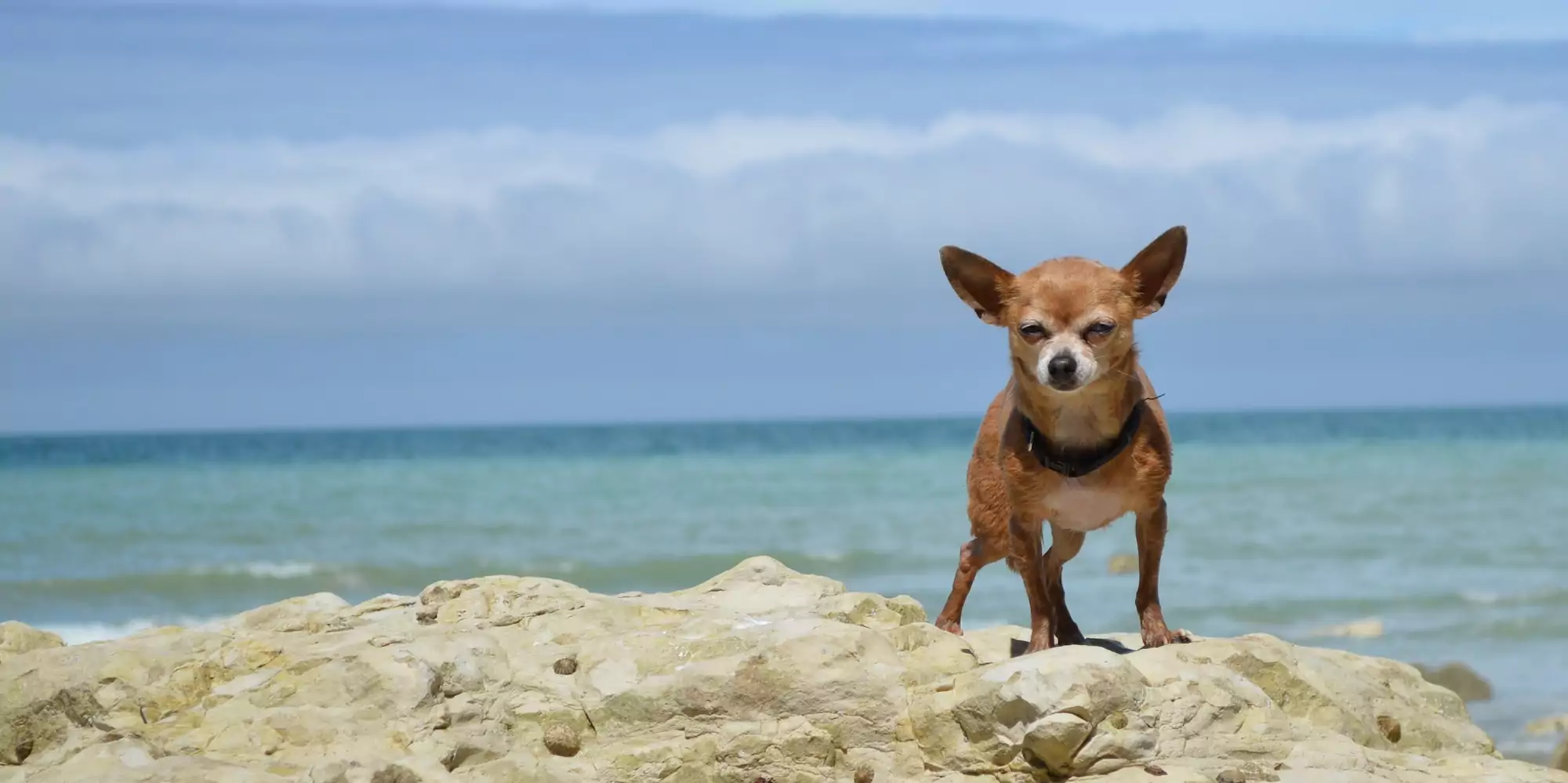 The Chihuahua Care Guide: Food, Exercise, Personality, and More