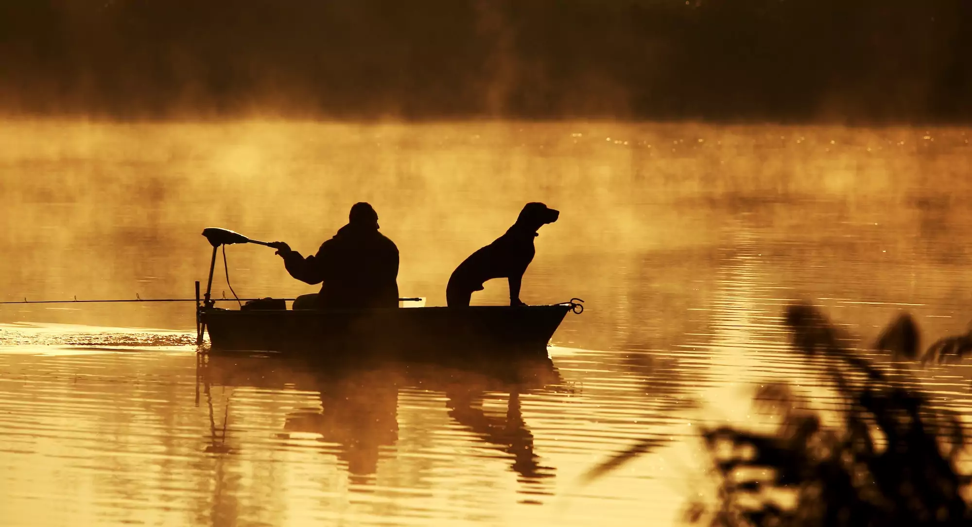 Can My Dog Eat Fish and Seafood?