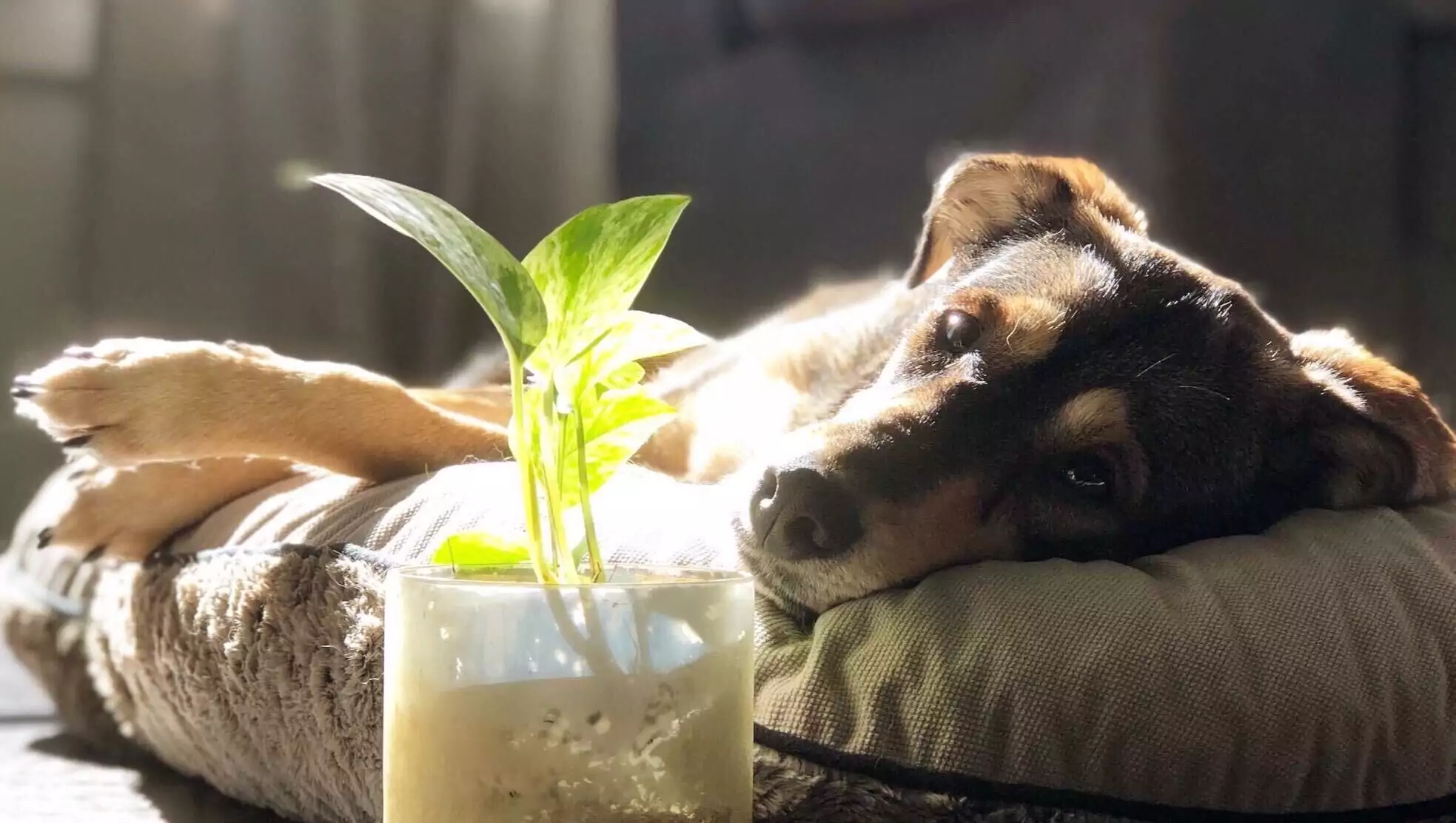 Dog-plant-close