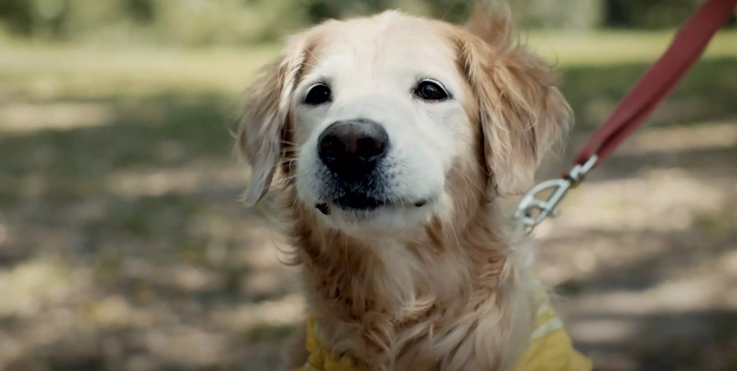 The Super Agers: Sam, the 16-Year-Old Golden Retriever