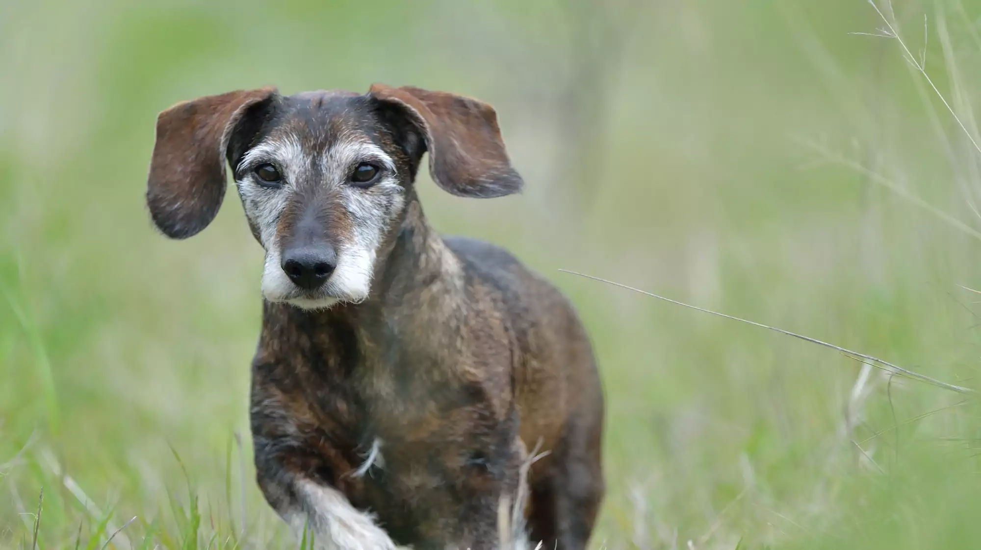 A Short List Of Reasons You Should Adopt a Senior Dog
