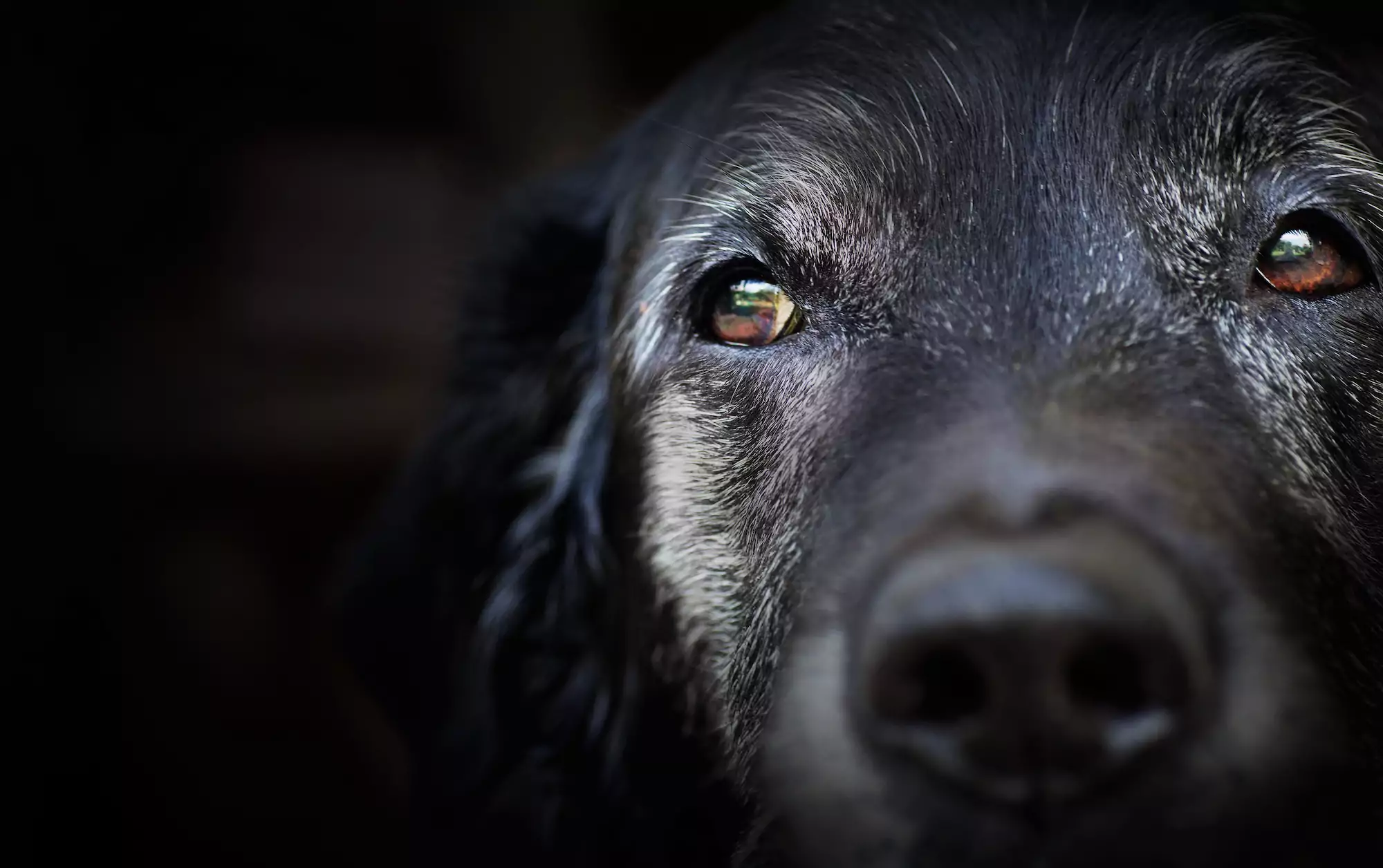 What To Feed Your Senior Dog