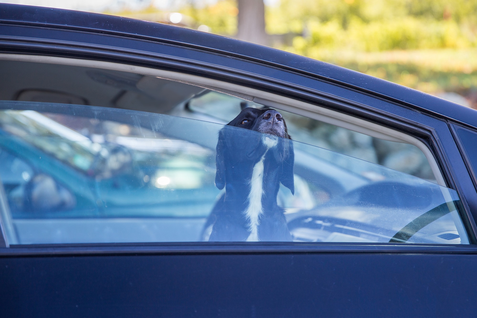 The Essential Guide to Adopting a Dog
