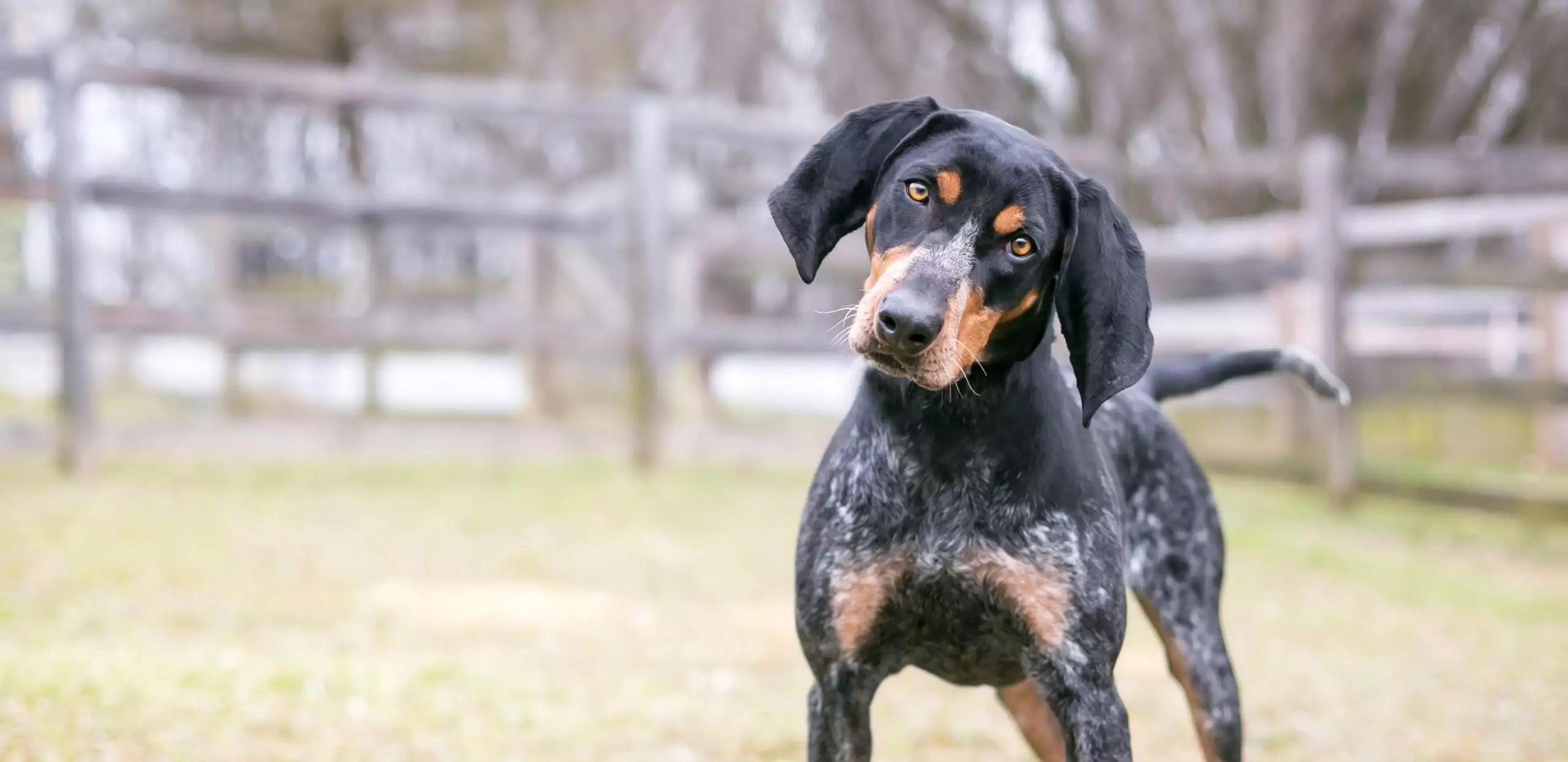 Why Does My Dog Tilt Their Head?