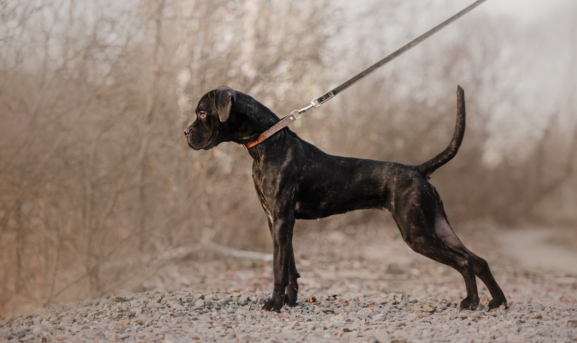 How To Measure Your Dog’s Body Condition