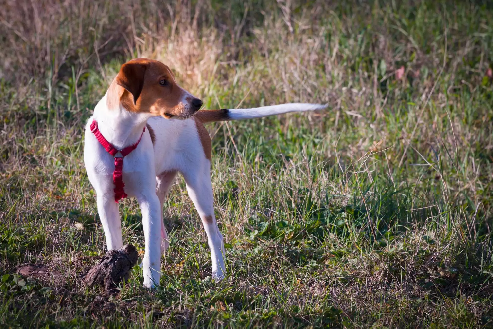 Tail-beagle-horizontal