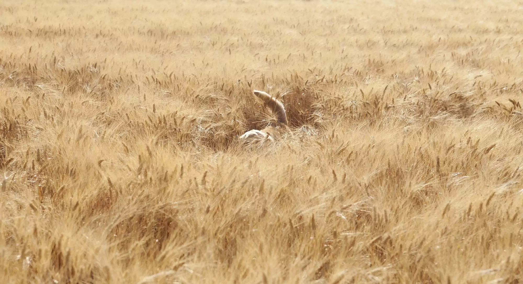 What Your Dog’s Tail is Trying To Tell You