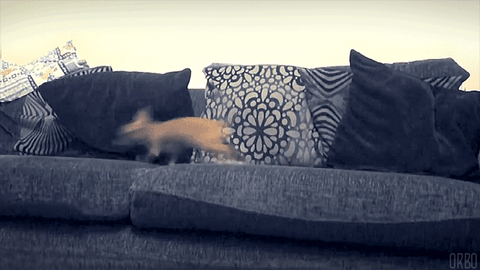 Why Does My Dog Get Zoomies?