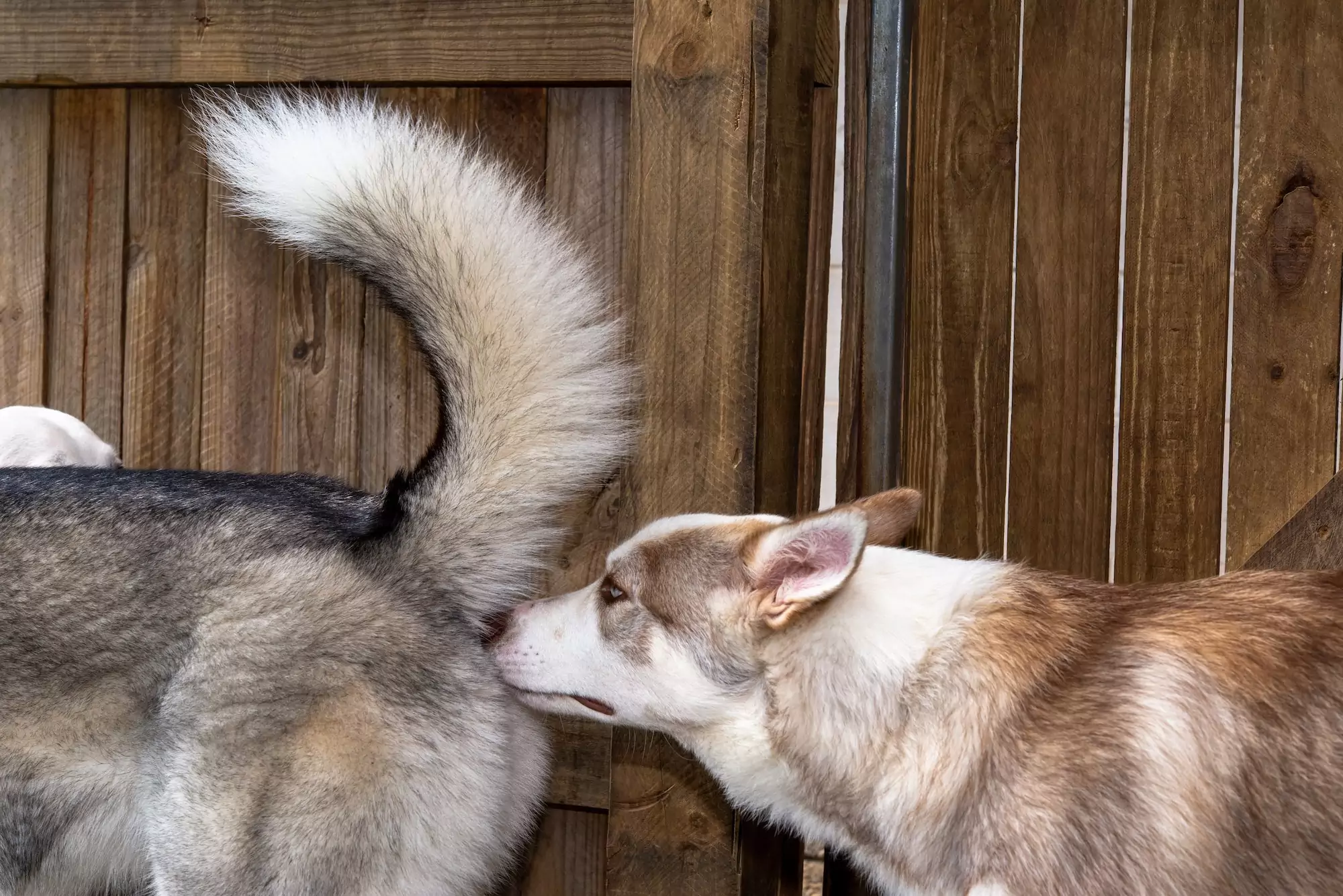 Why Does My Dog Sniff Butts?