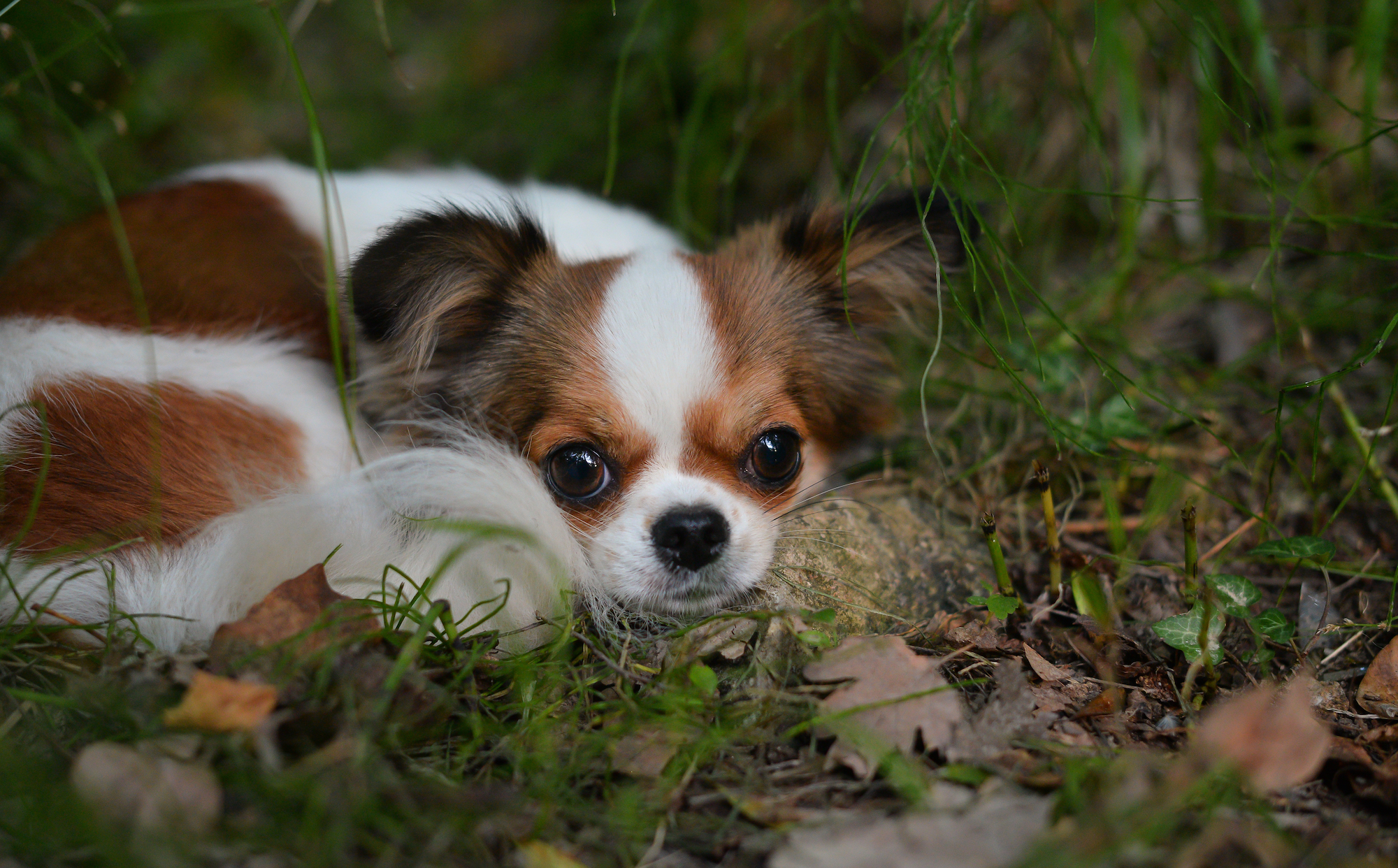 Why Does My Dog Circle Before Pooping and Lying Down?