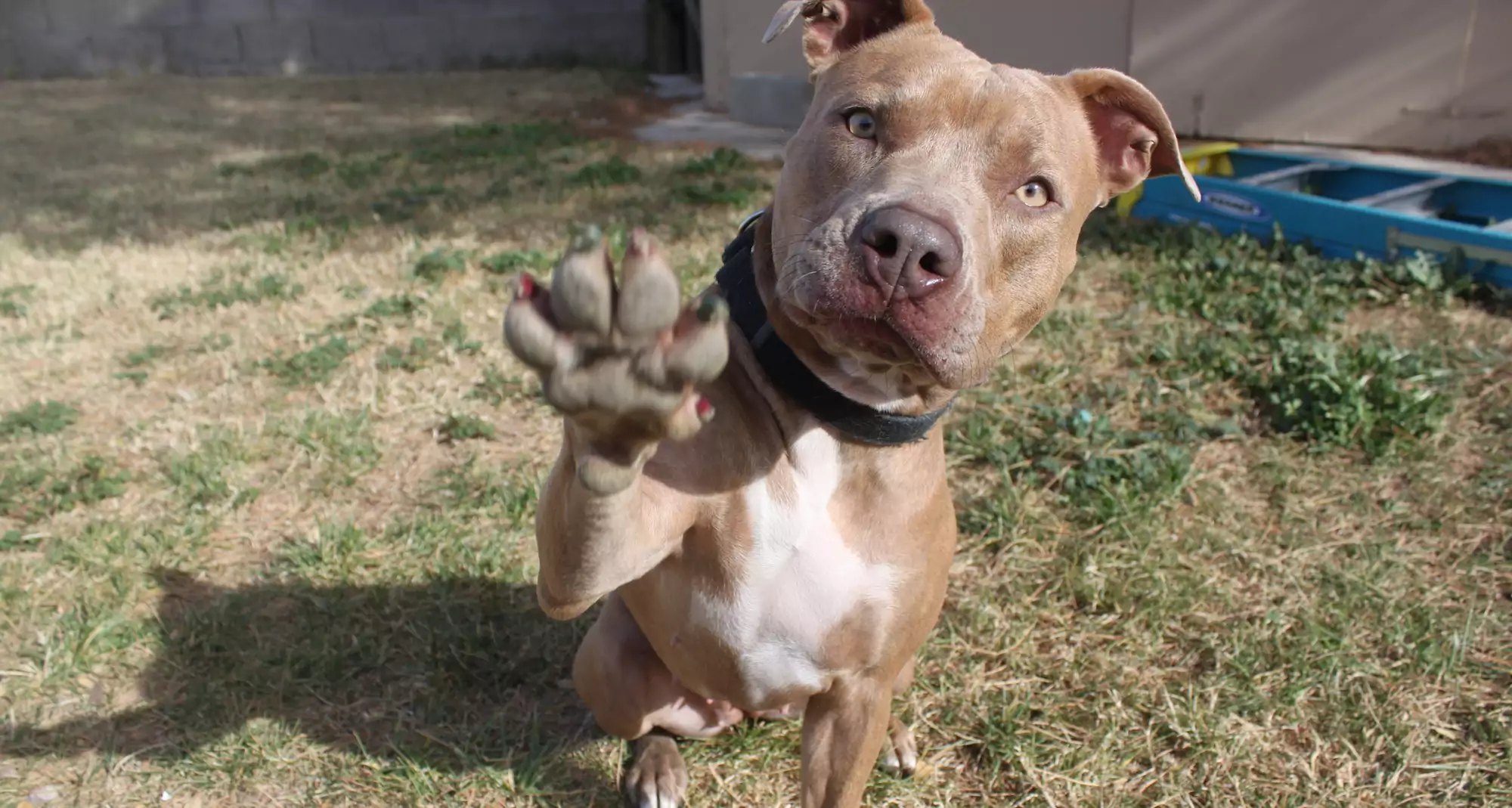 Why Does My Dog Put Their Paw On Me?