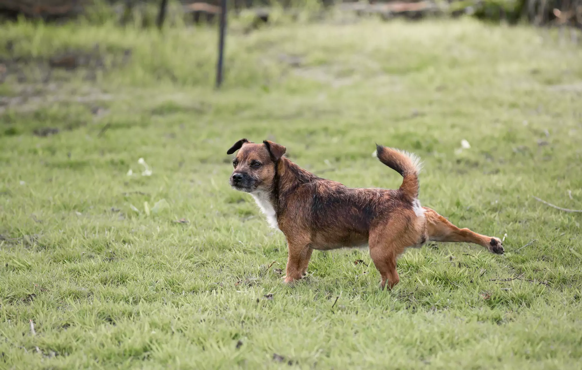 Why Does My Dog Scratch the Ground After Pooping?