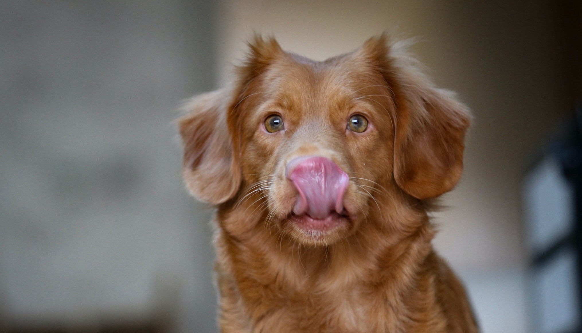 Why Is My Dog Licking?