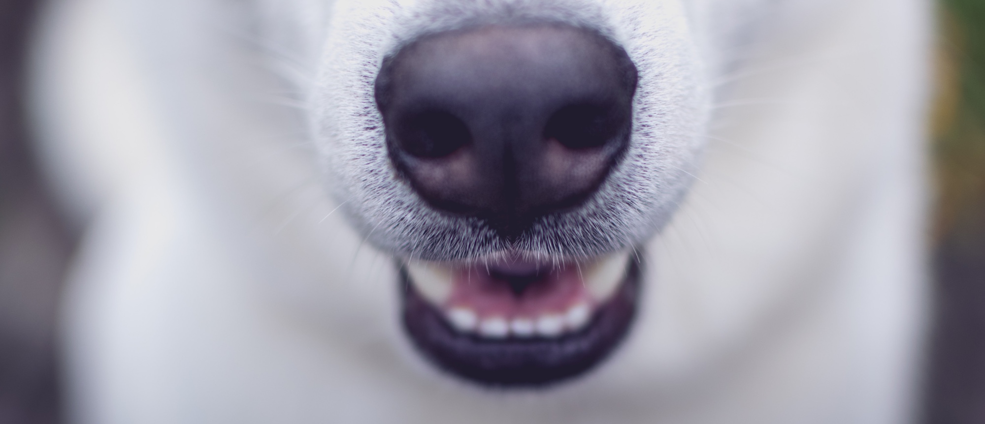 How (and Why) To Brush Your Dog’s Teeth