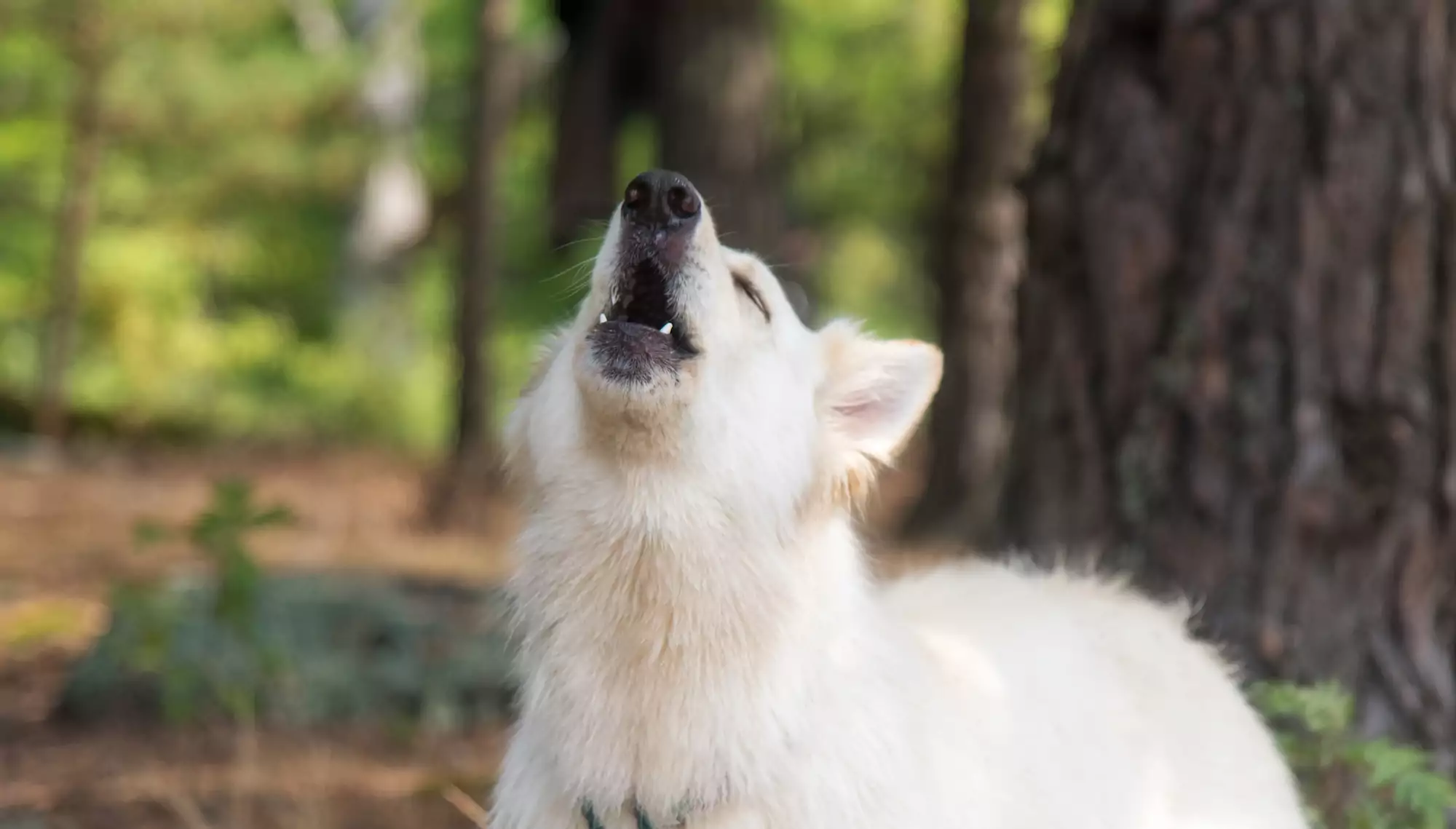 Why Does My Dog Howl?