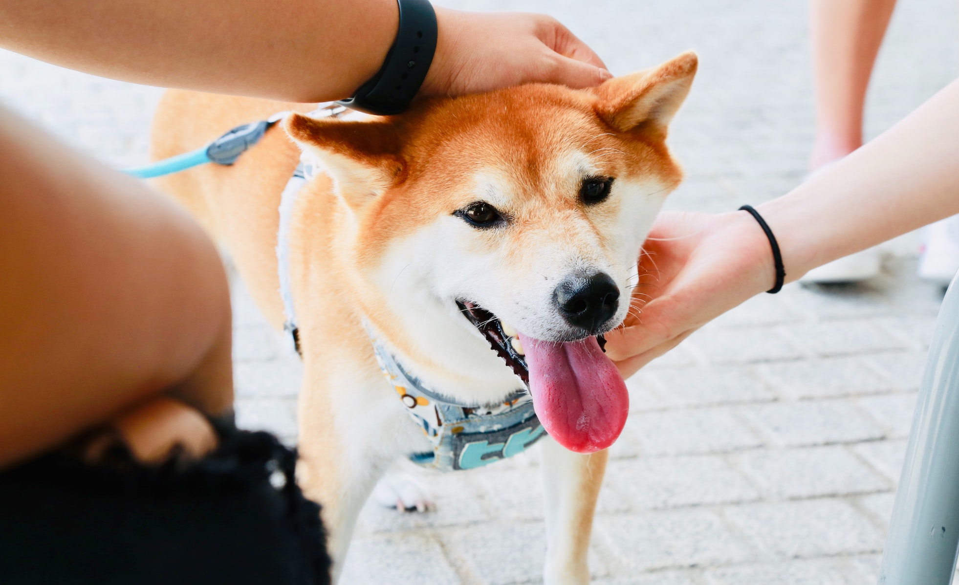 Etiquette for Dog Lovers: How To Approach, Pet, and Generally Interact With Dogs