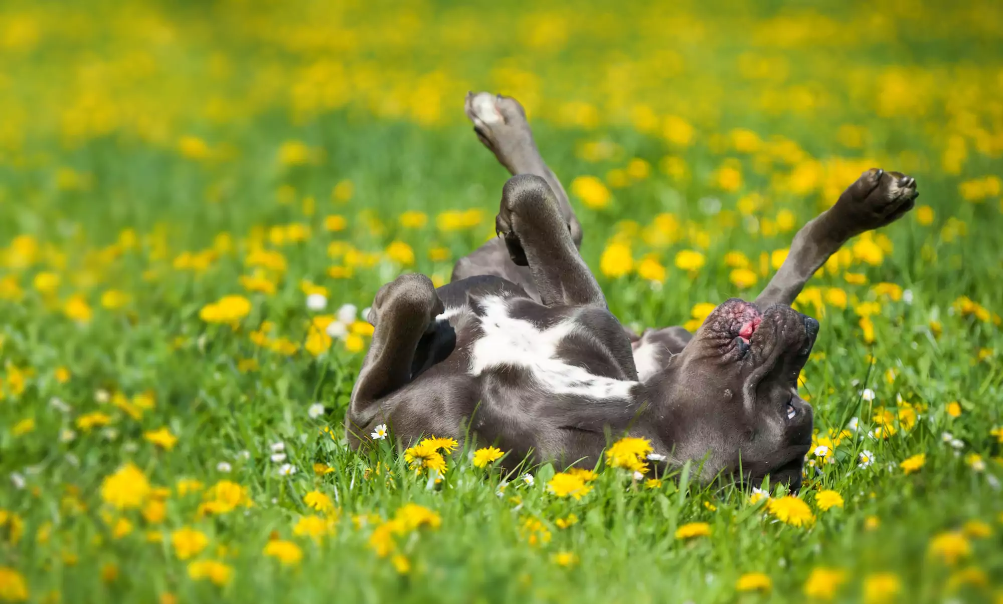 Why Does My Dog Eat (and Roll in) Grass?