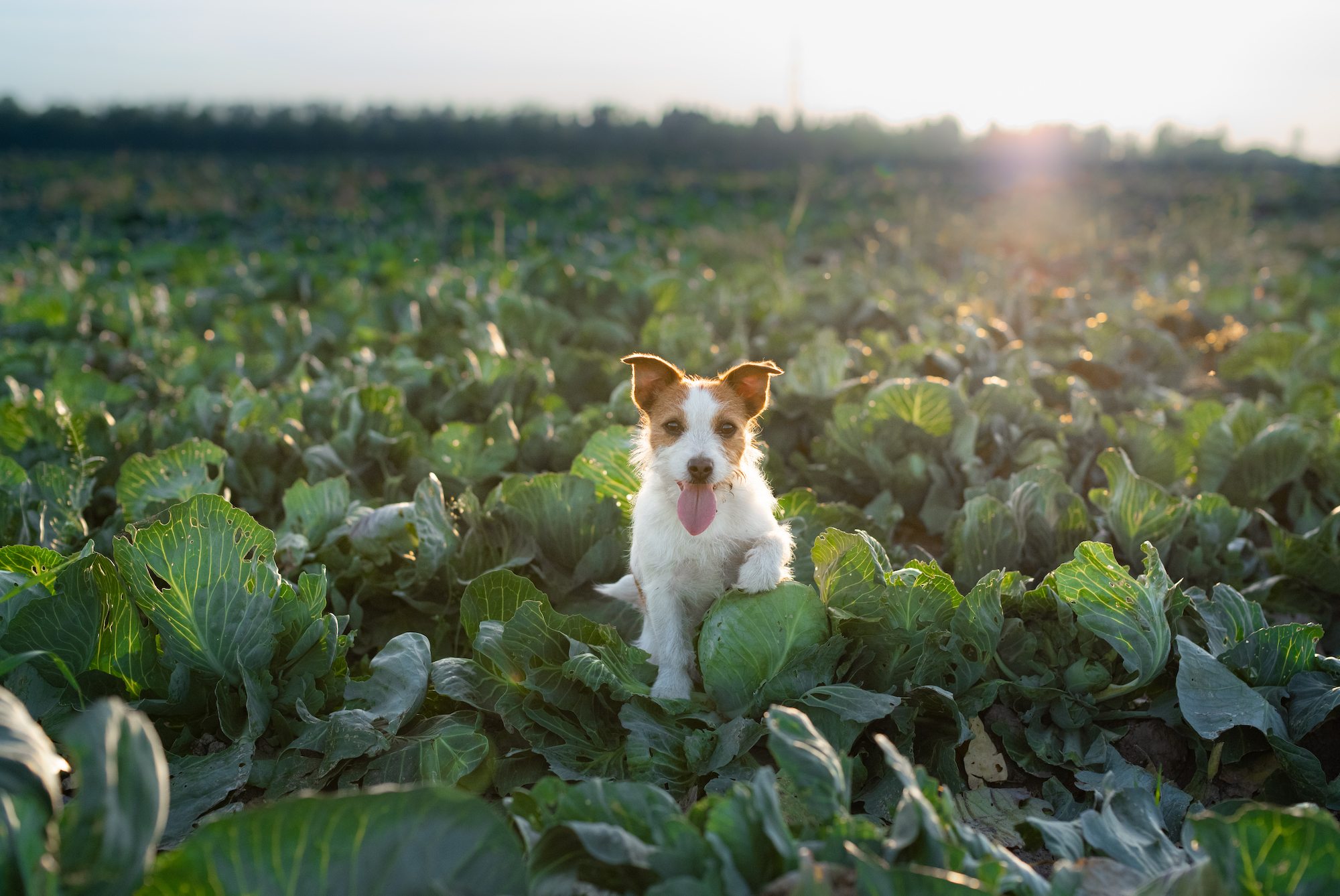 5 Science-Backed Benefits of Fresh Food