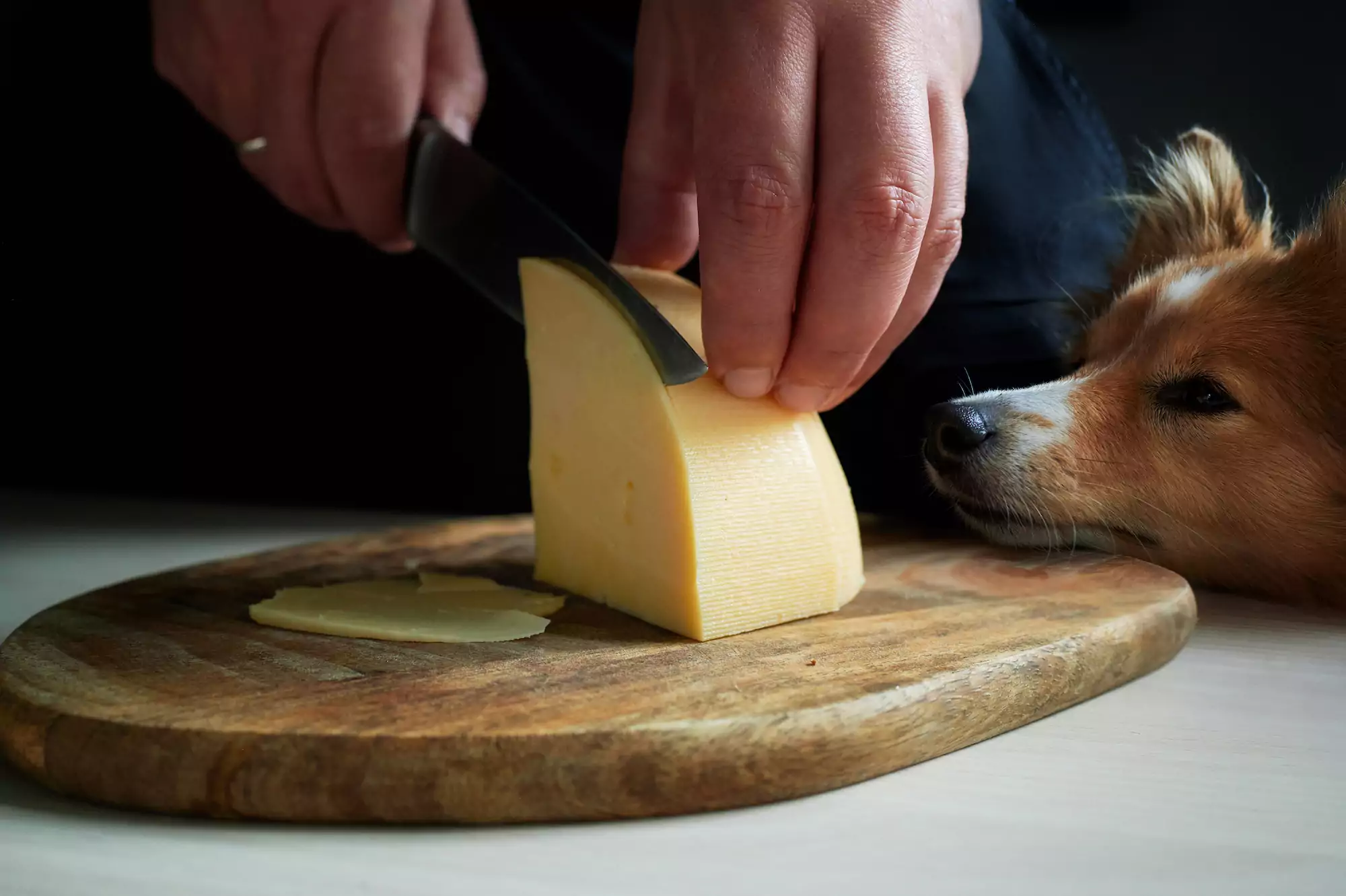Can My Dog Eat Cheese?