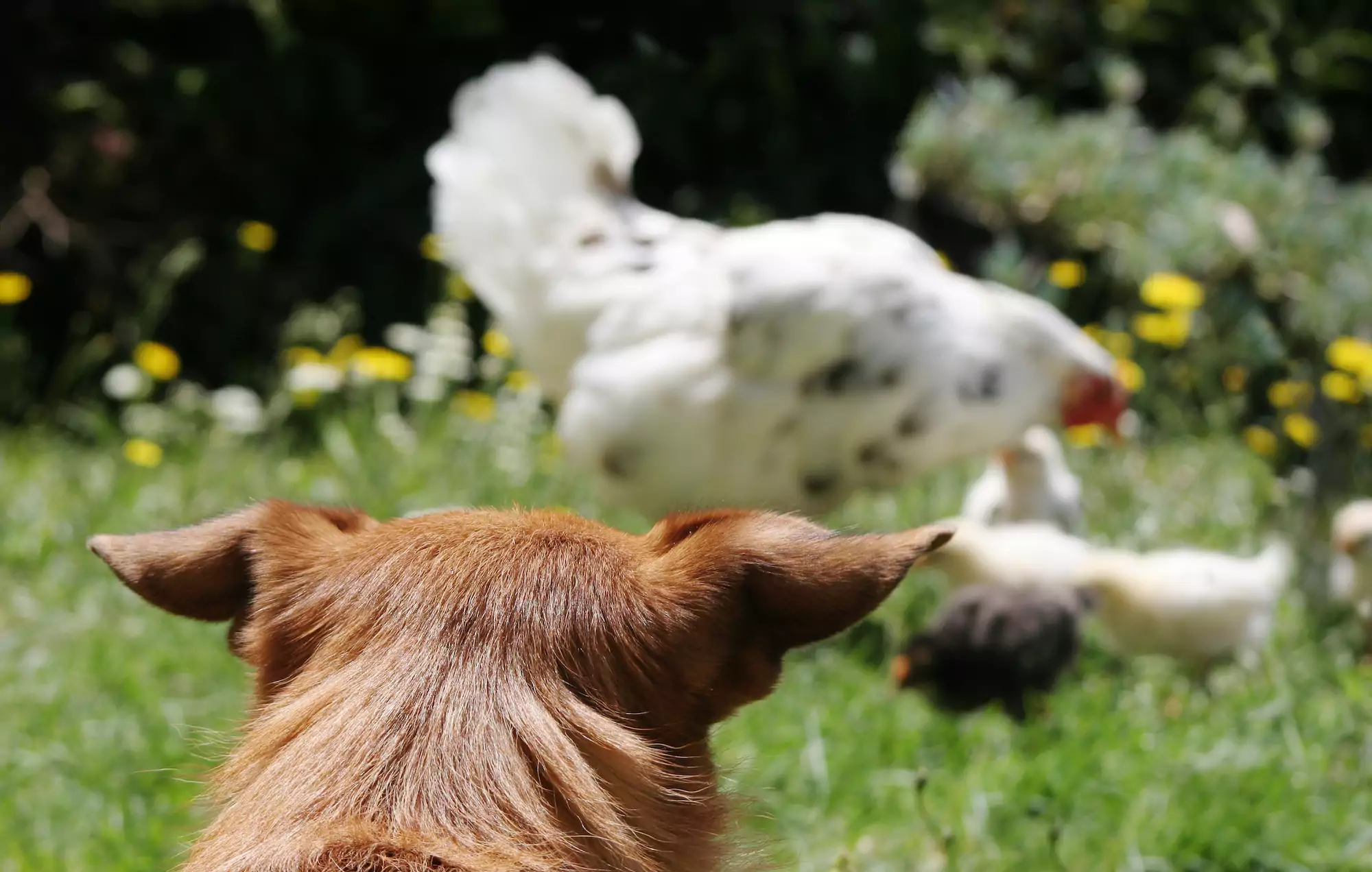 Can My Dog Eat Eggs?