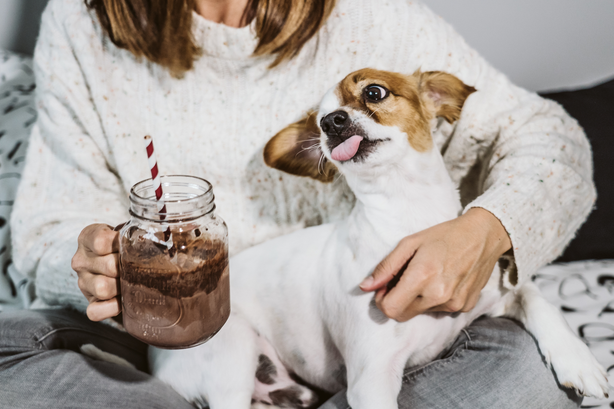 Can My Dog Eat Chocolate?