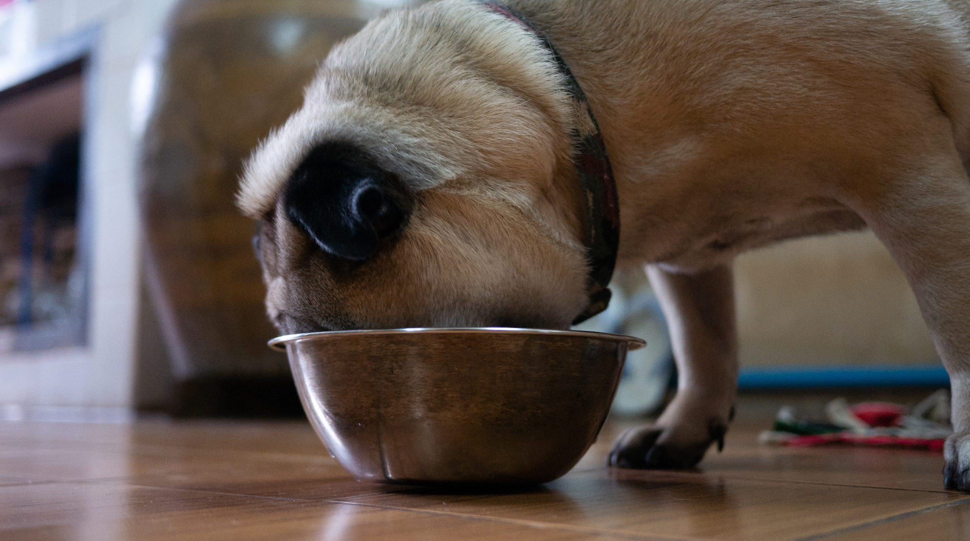 Can My Dog Eat Rice?