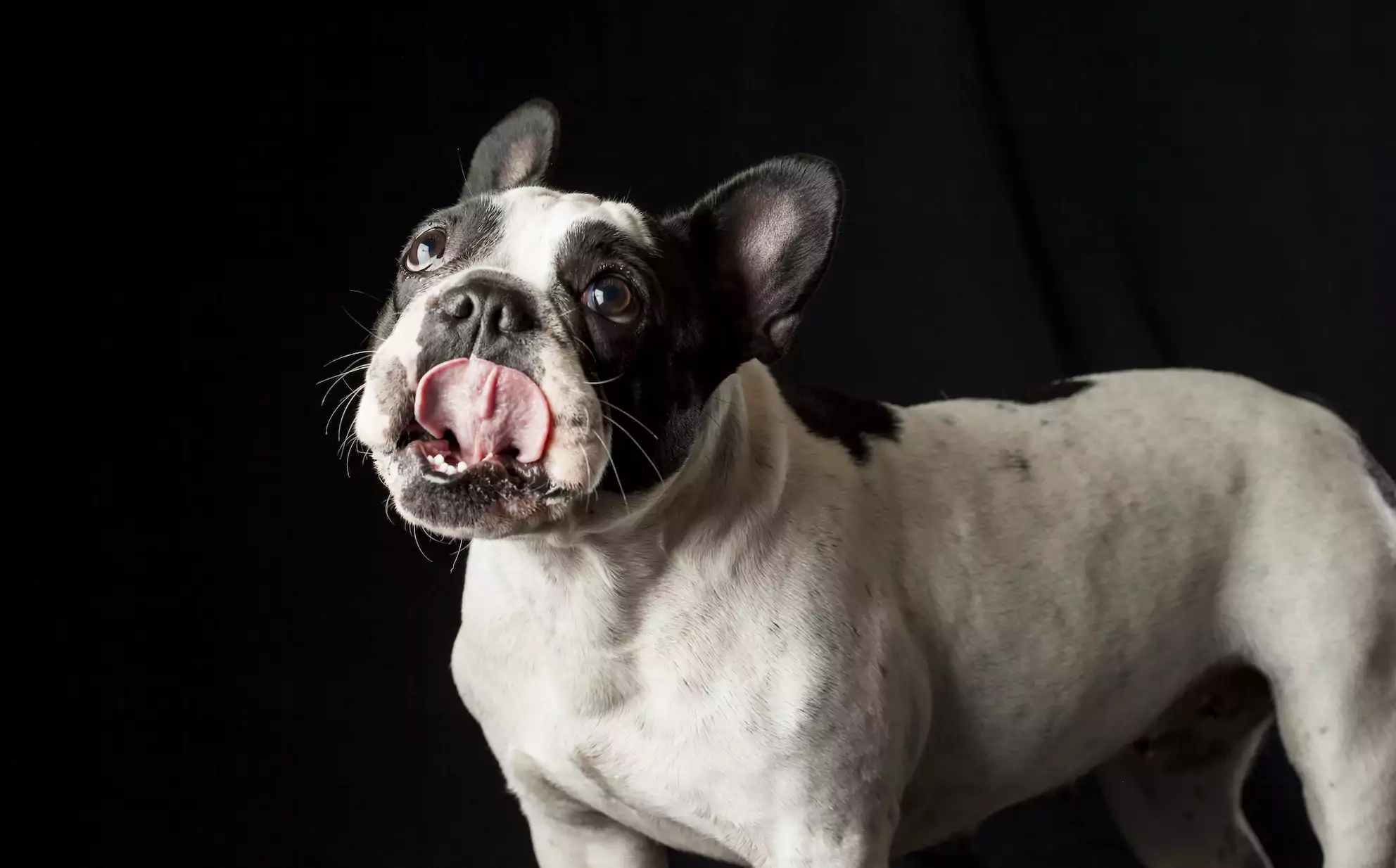 Can My Dog Eat Bacon?