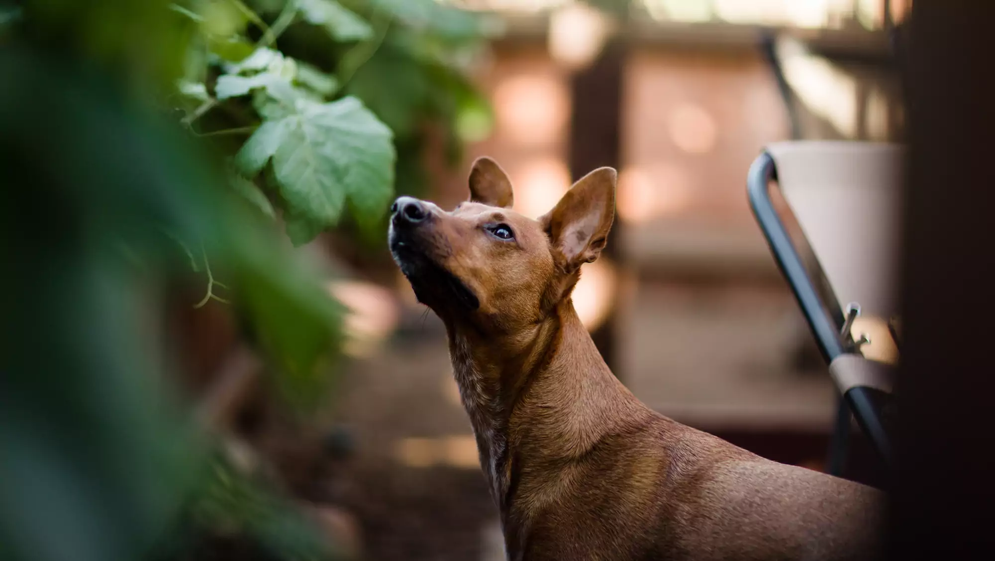 Can My Dog Eat Nuts?