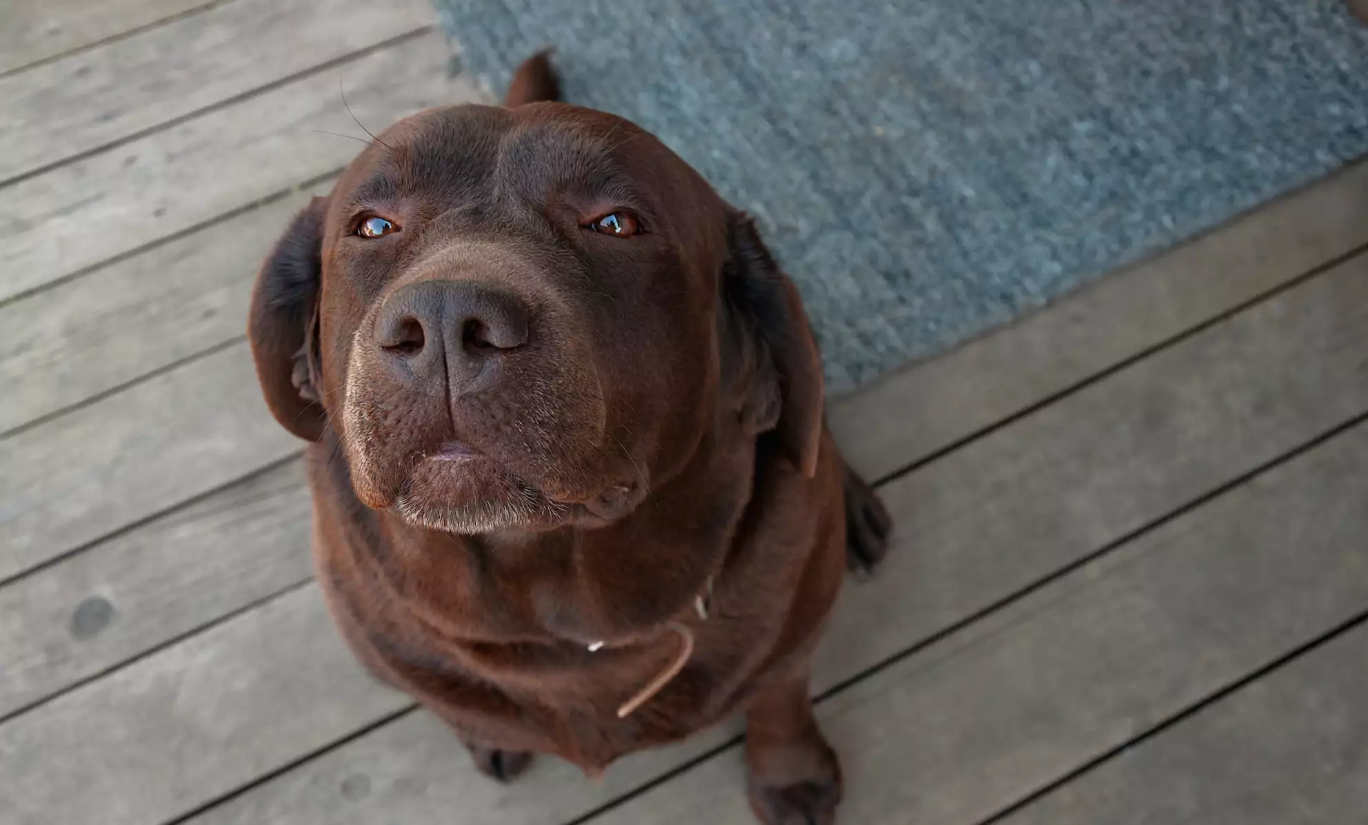 Can My Dog Eat Cinnamon?