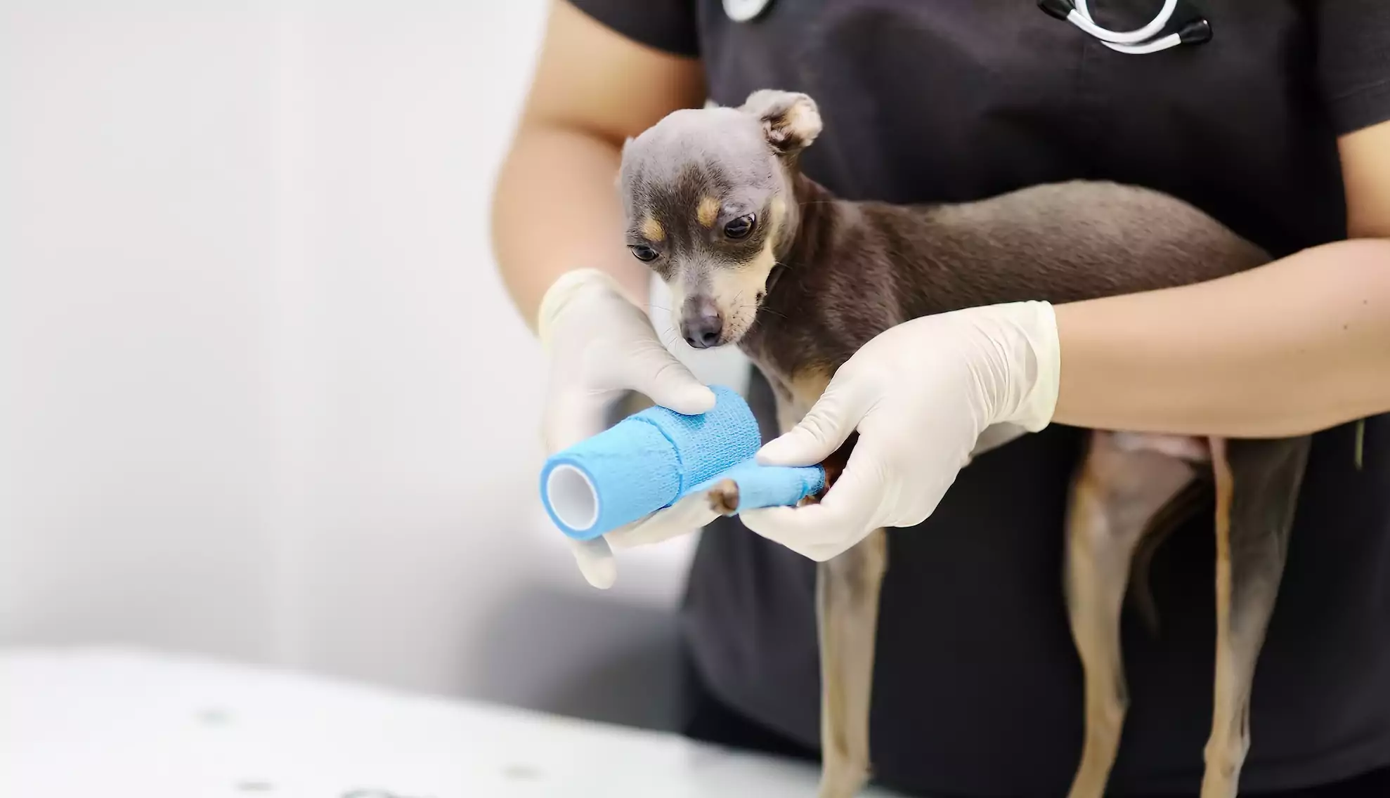 Female,Veterinarian,Doctor,During,The,Examination,In,Veterinary,Clinic.,Little