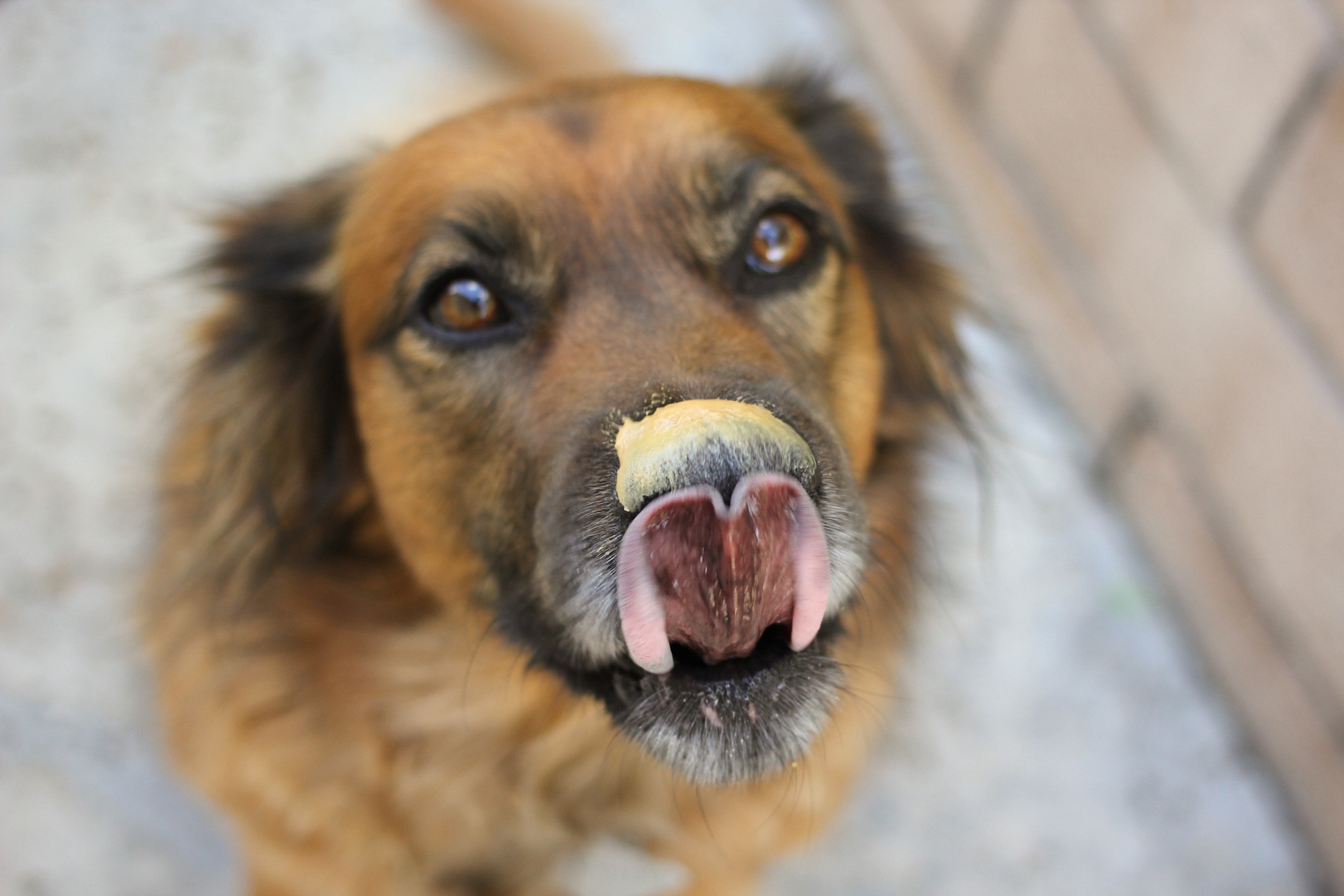 Can My Dog Eat Peanut Butter?