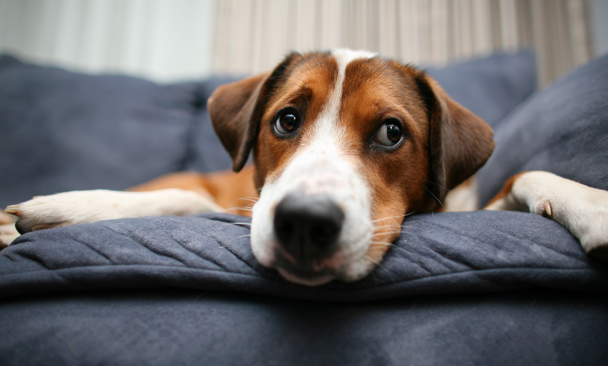 How to Prevent Separation Anxiety as You Ease Back Into “Normal”