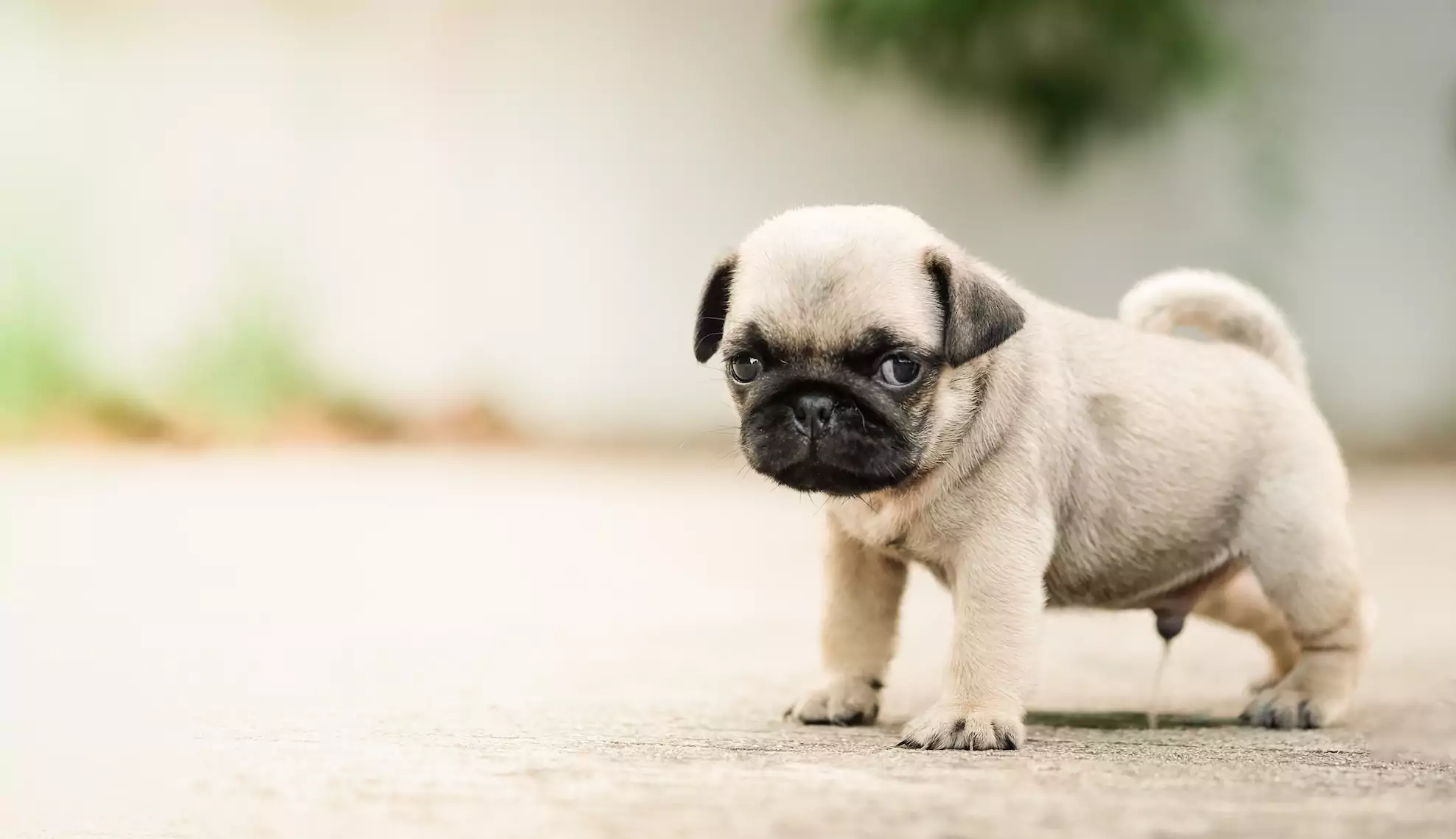 How to Potty Train a Puppy: A Step-by-Step Guide