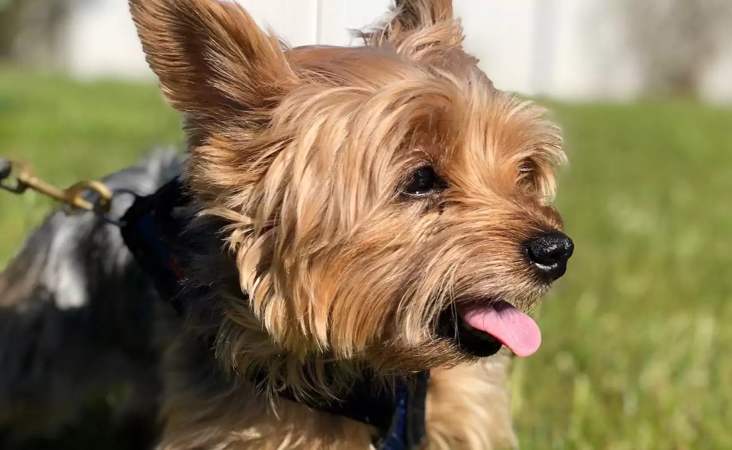 An End To Seizures, and New Energy, For Revy the Yorkie
