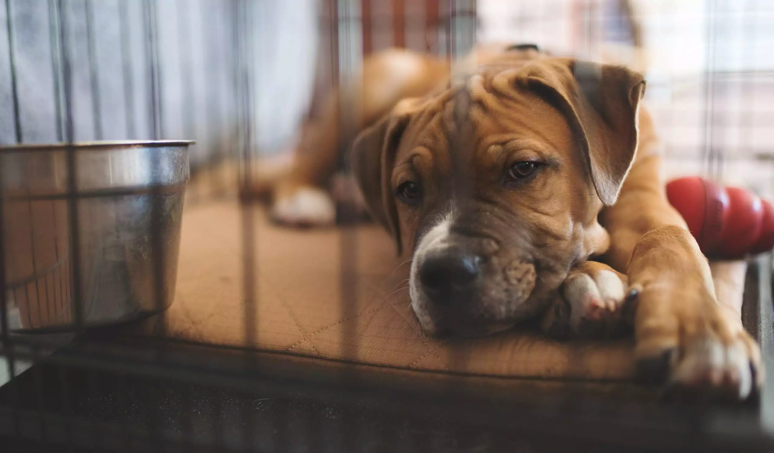 How To Crate Train a Puppy