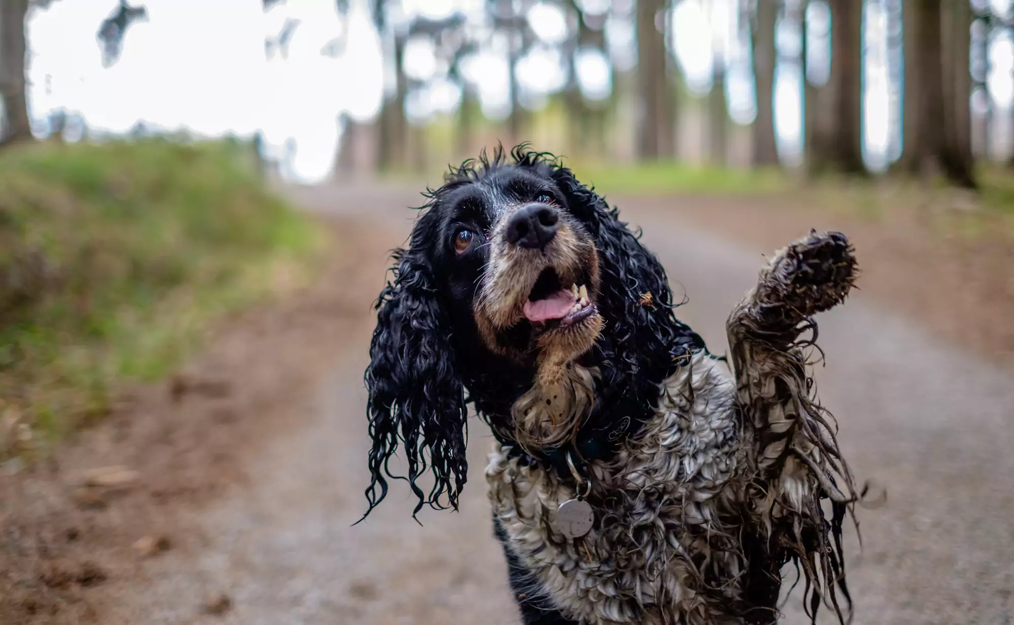 The,Wet,Dog,Gives,His,Paw.,Happy,Dirty,Dog,In
