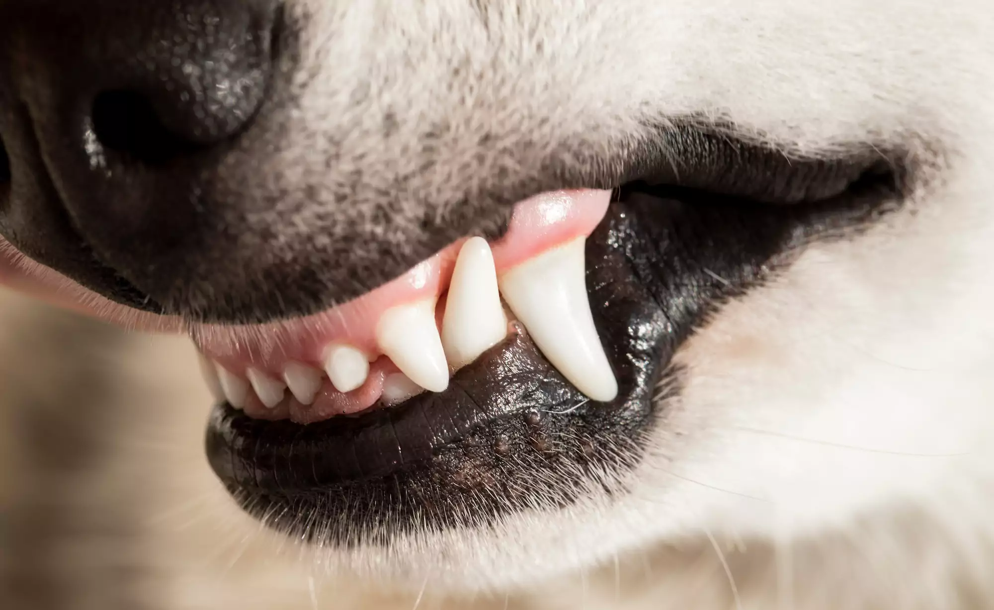 Closeup,Of,A,Dog,Fletching,Its,Beautiful,White,Teeth