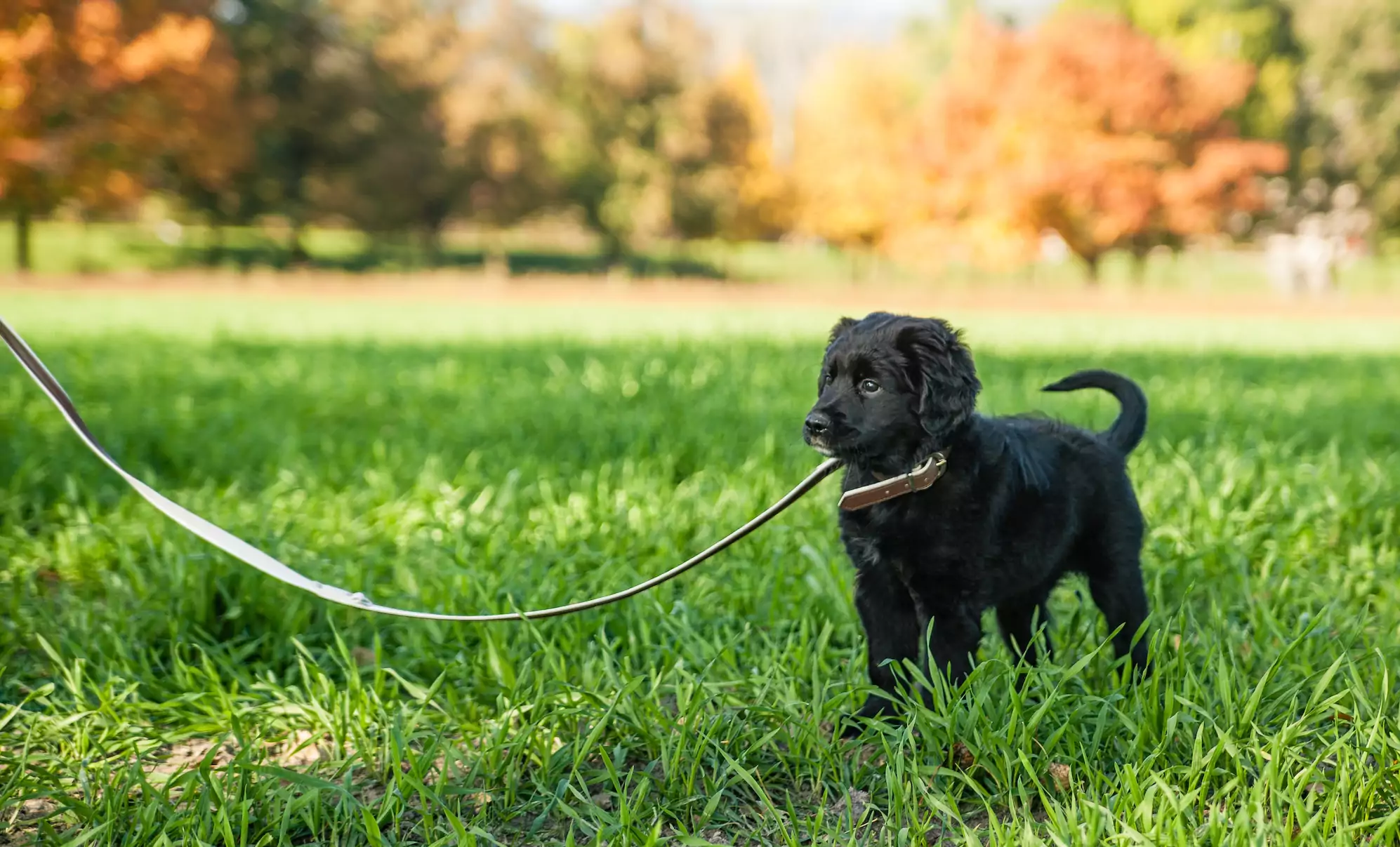 How To Leash Train Your Puppy