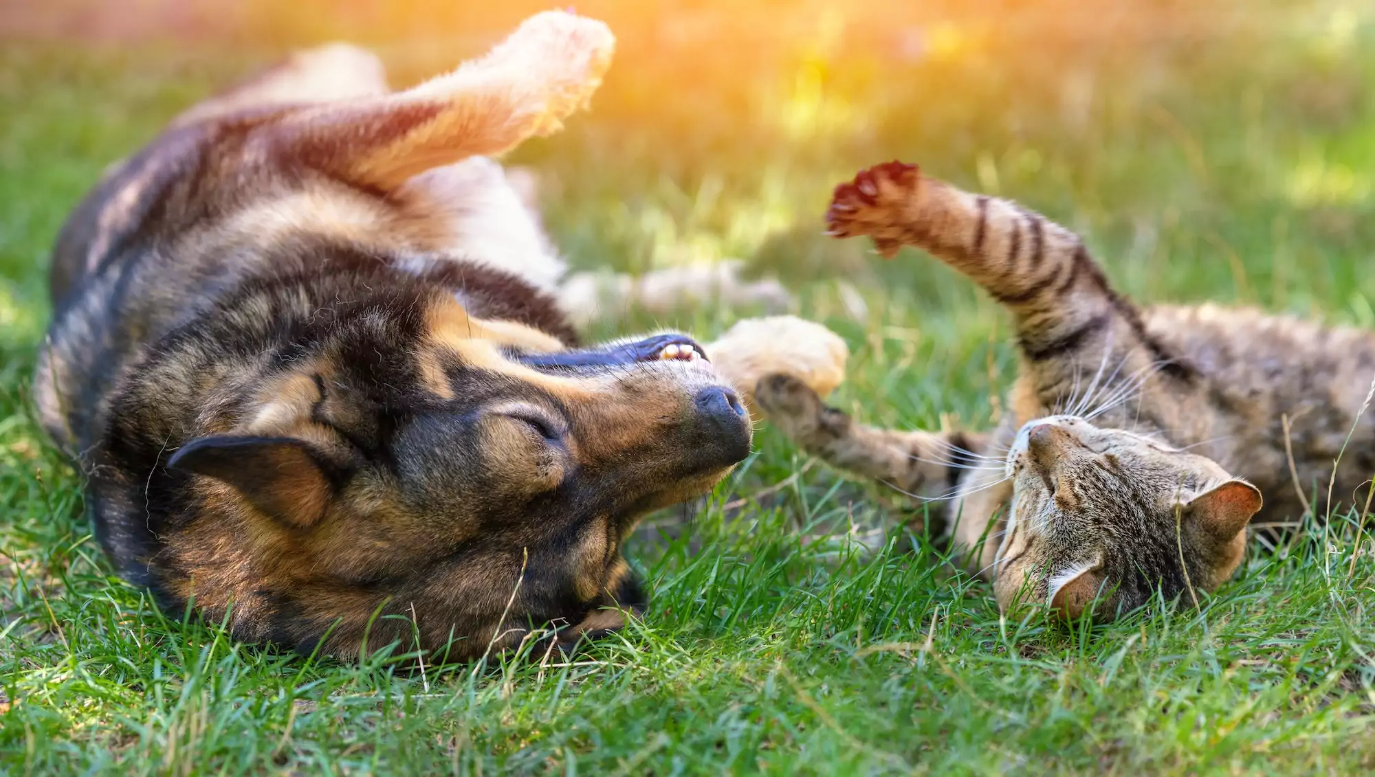 Dog,And,Cat,Best,Friends,Playing,Together,Outdoor.,Lying,On