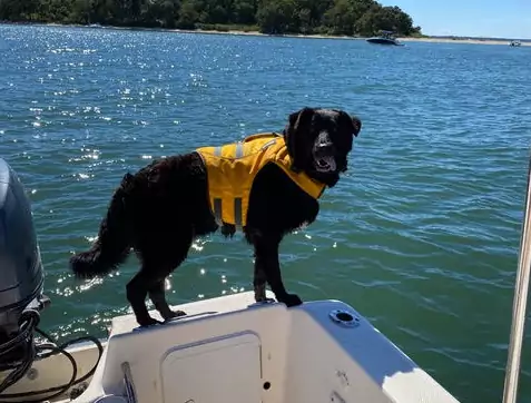 No More Stomach Issues and Sleepless Nights For Jack the Lab Mix