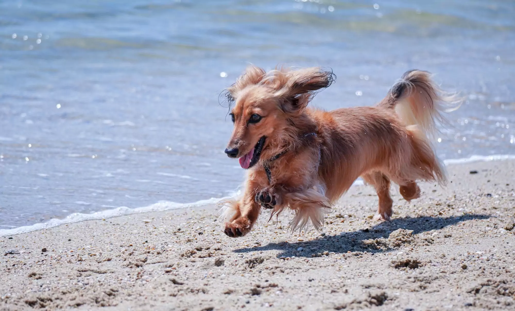dachshund beach