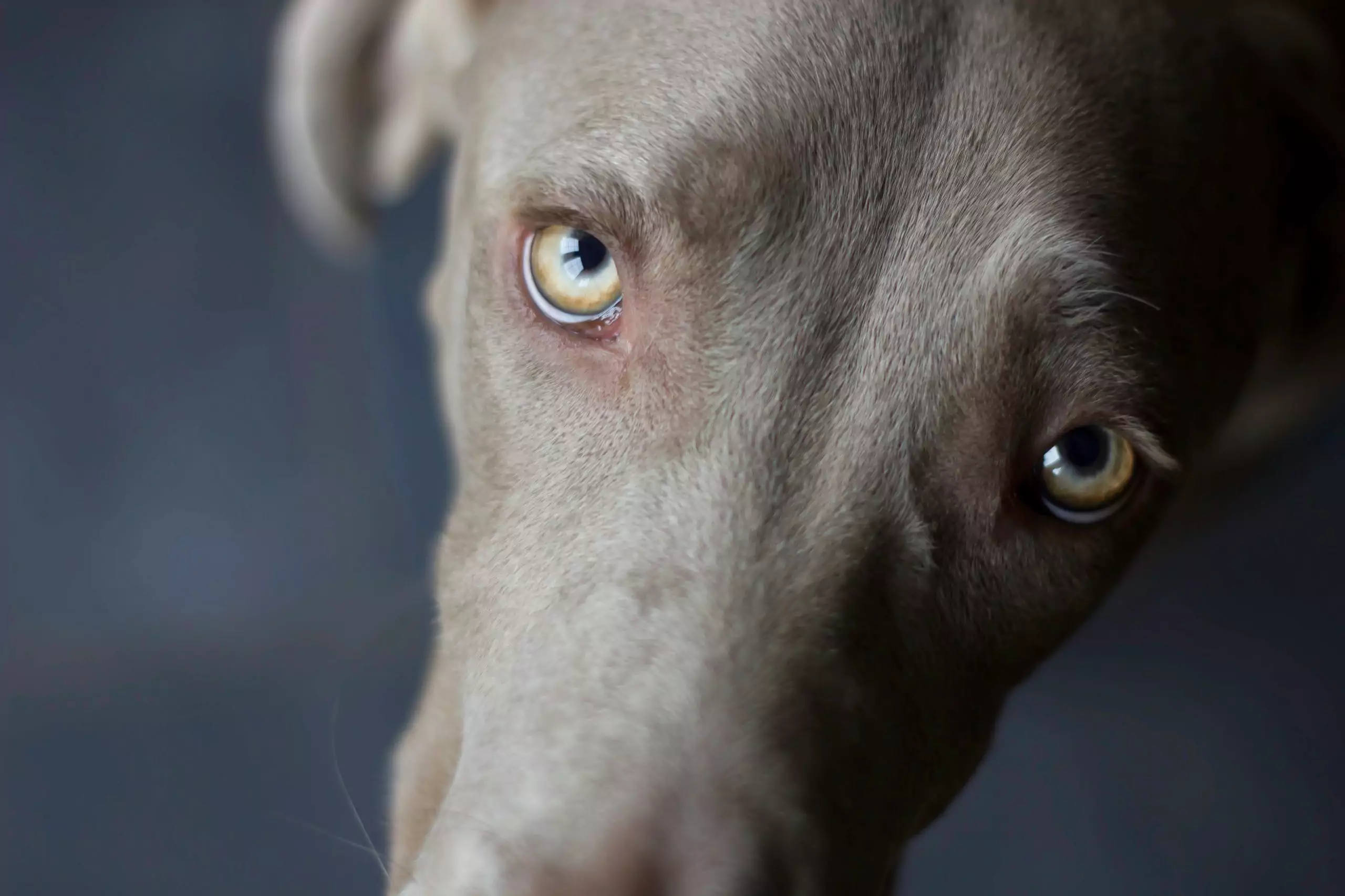 close-up of weimaraner looking up at the camera