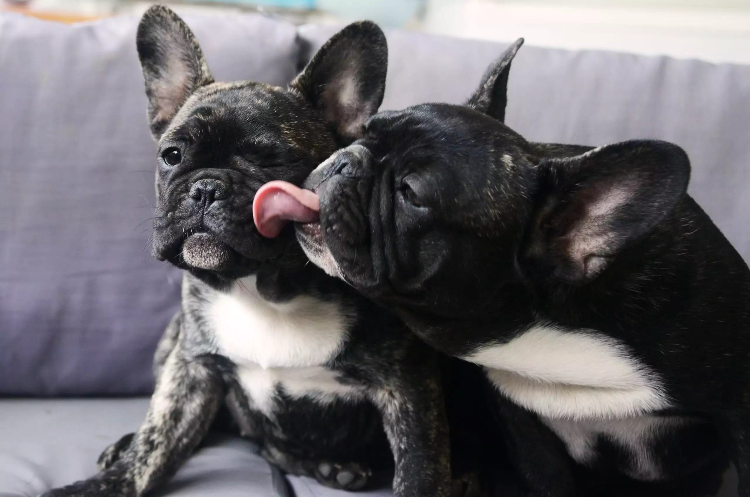 two brindle french bulldogs sitting on a couch, one licking the other
