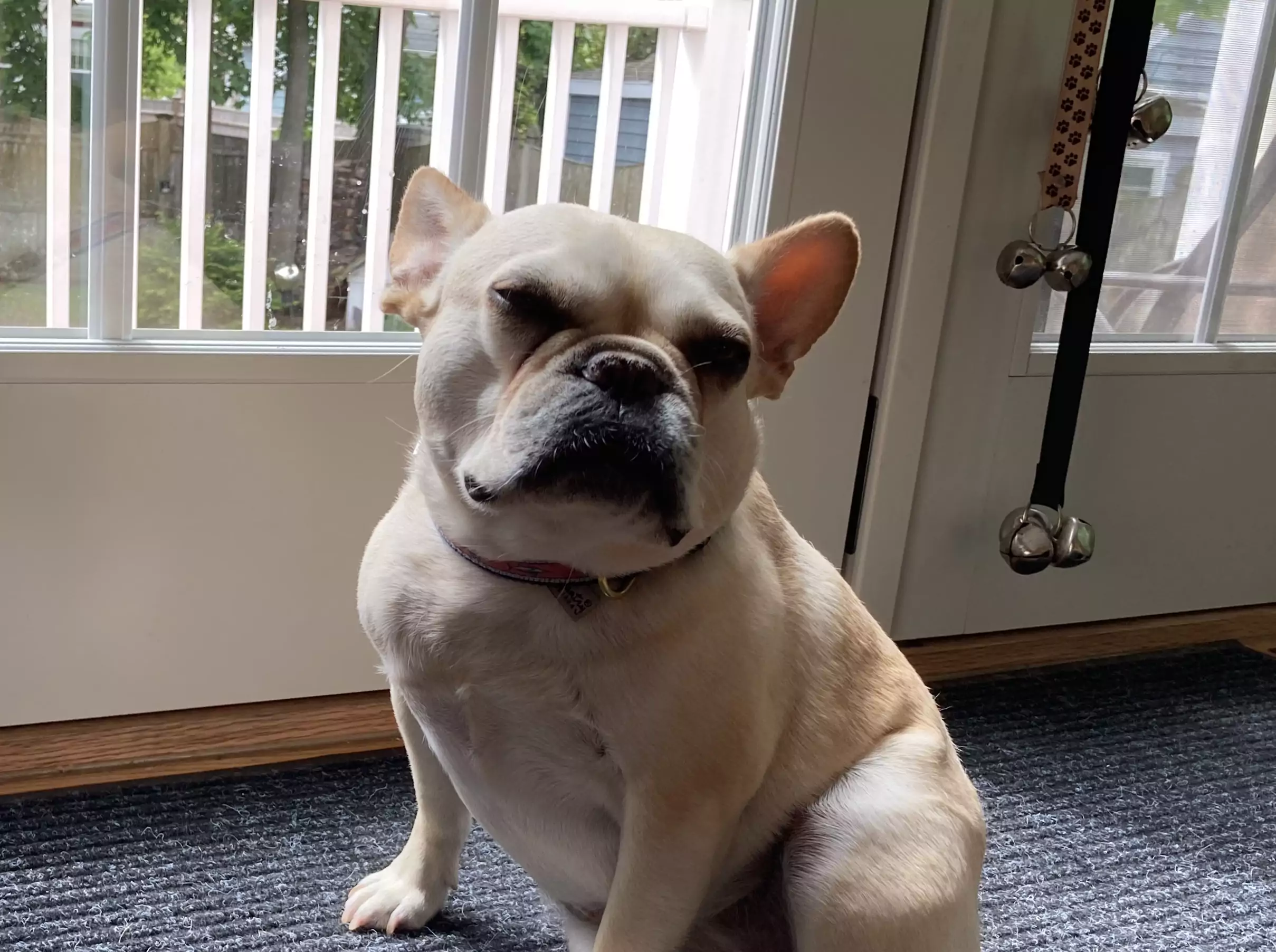 Clearing Up Digestion Woes For a Famously Flatulent Frenchie