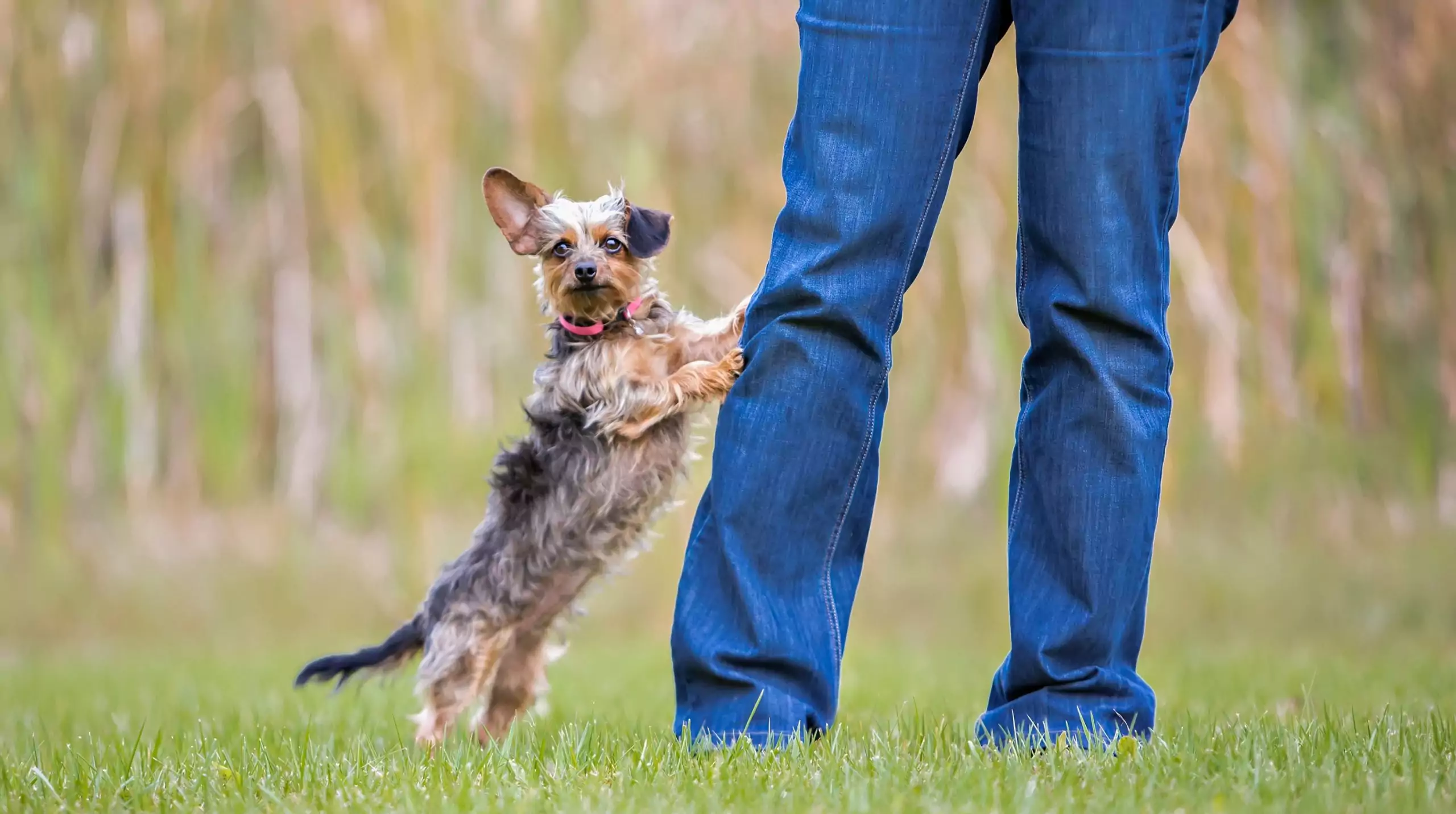 How to Stop a Puppy From Jumping Up