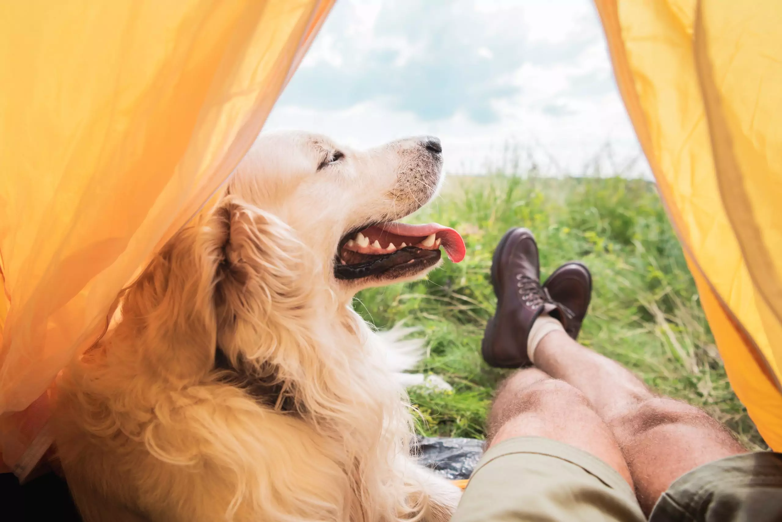 dog sitting at the edge of a tent next to person whose legs are sticking out of the tent