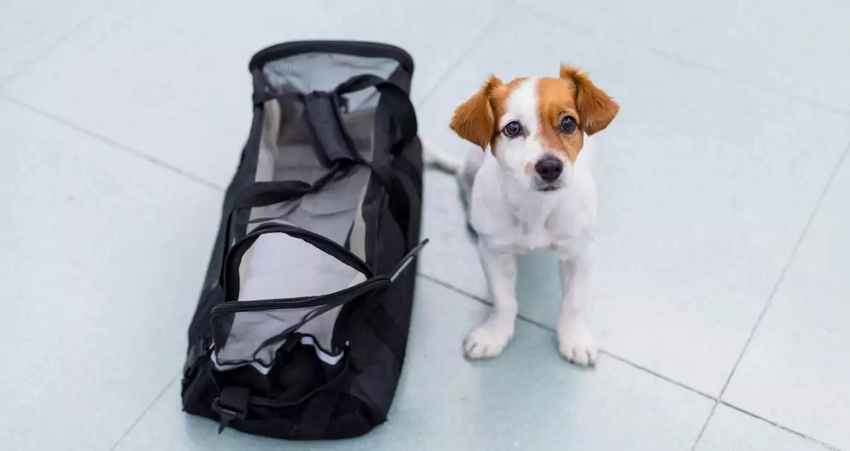 Cute,Small,Dog,With,His,Travel,Bag,Ready,To,Get
