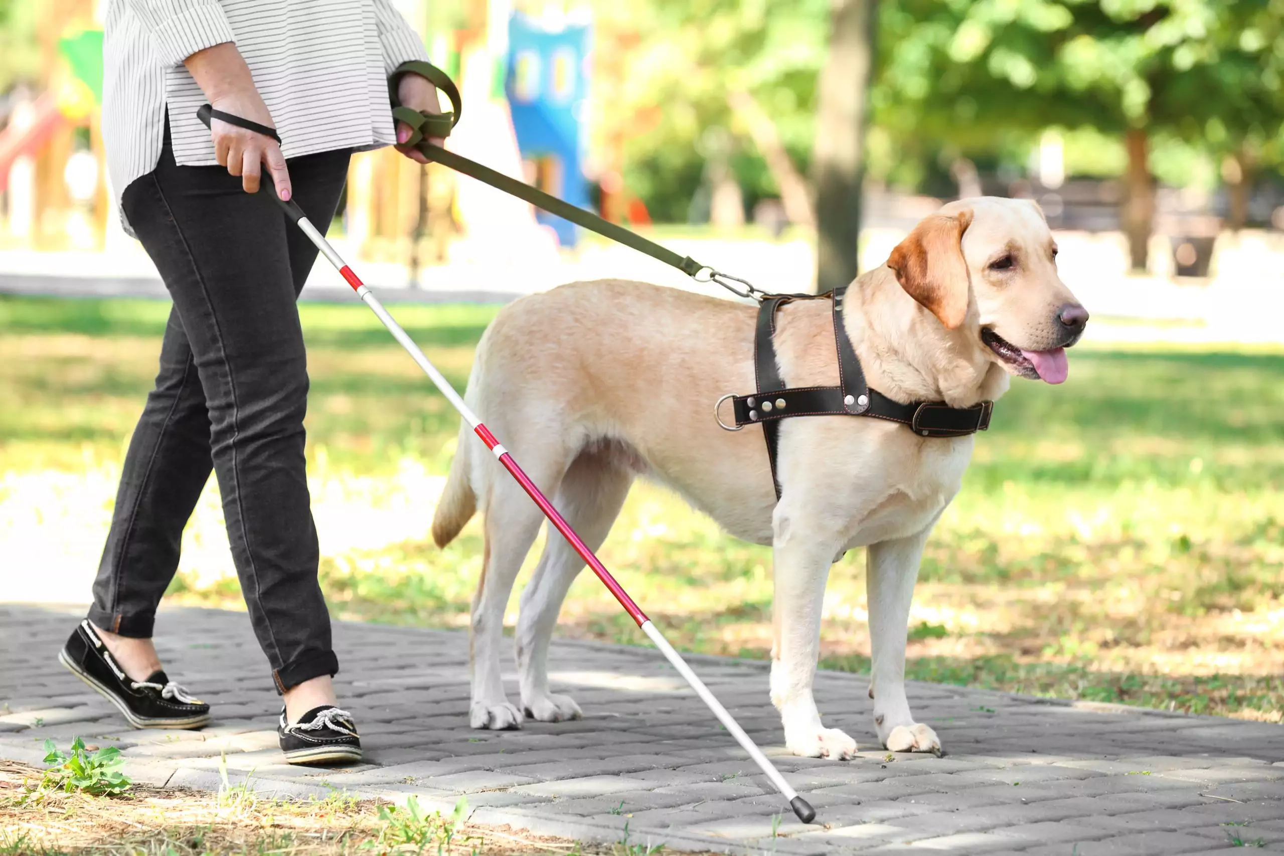 yellow lab guide dog leading a blind person through a park