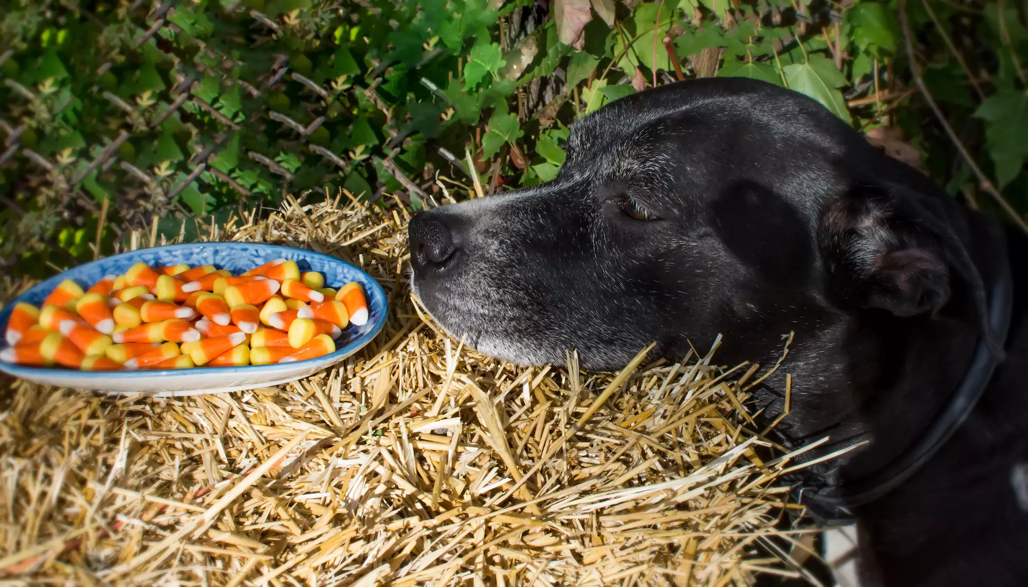 Cute,Dog,Sniffing,Halloween,Traditional,Candy,Corn,On,Hay,Bale